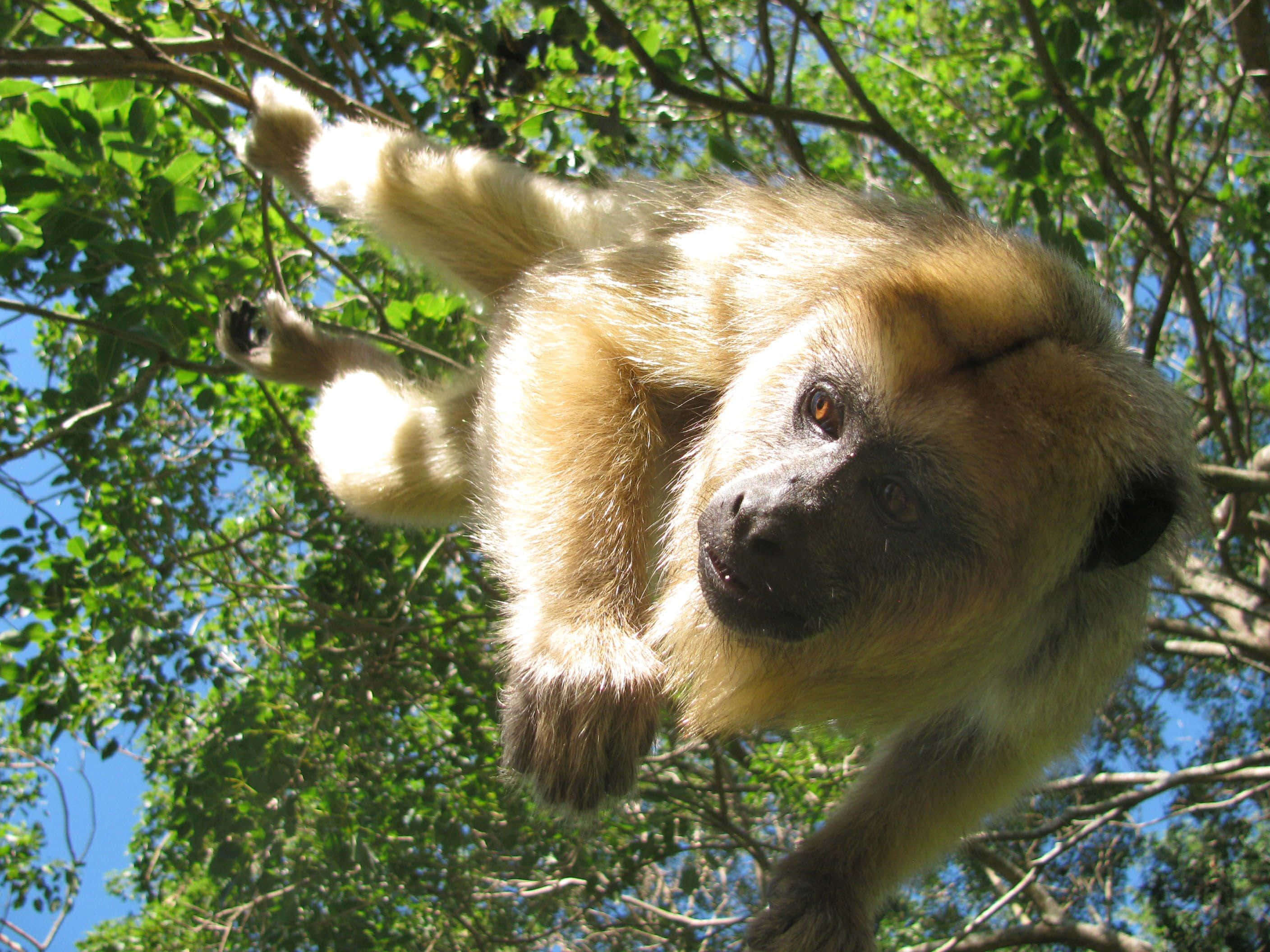 Howler Monkey, tree branches, golden monkey, 2K Desktop Wallpaper