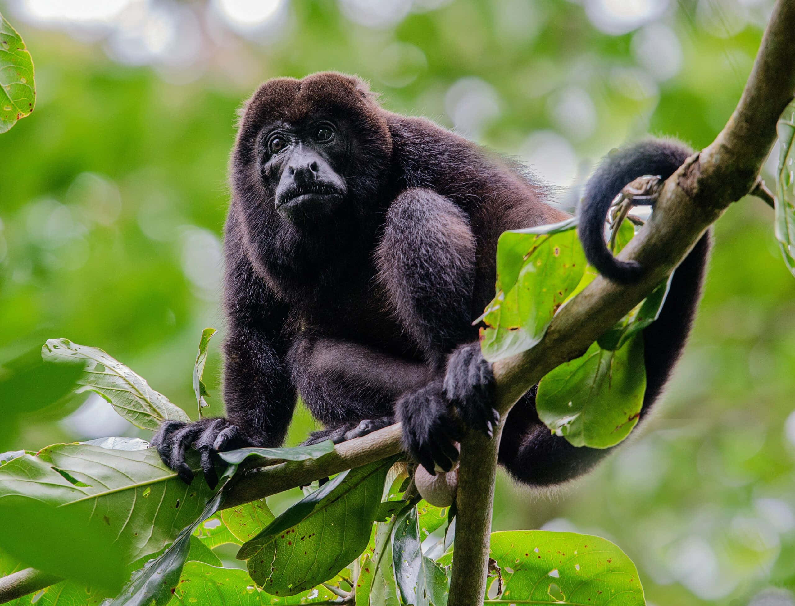 howler monkey, tree branch, lush green foliage, 2K Desktop Wallpaper