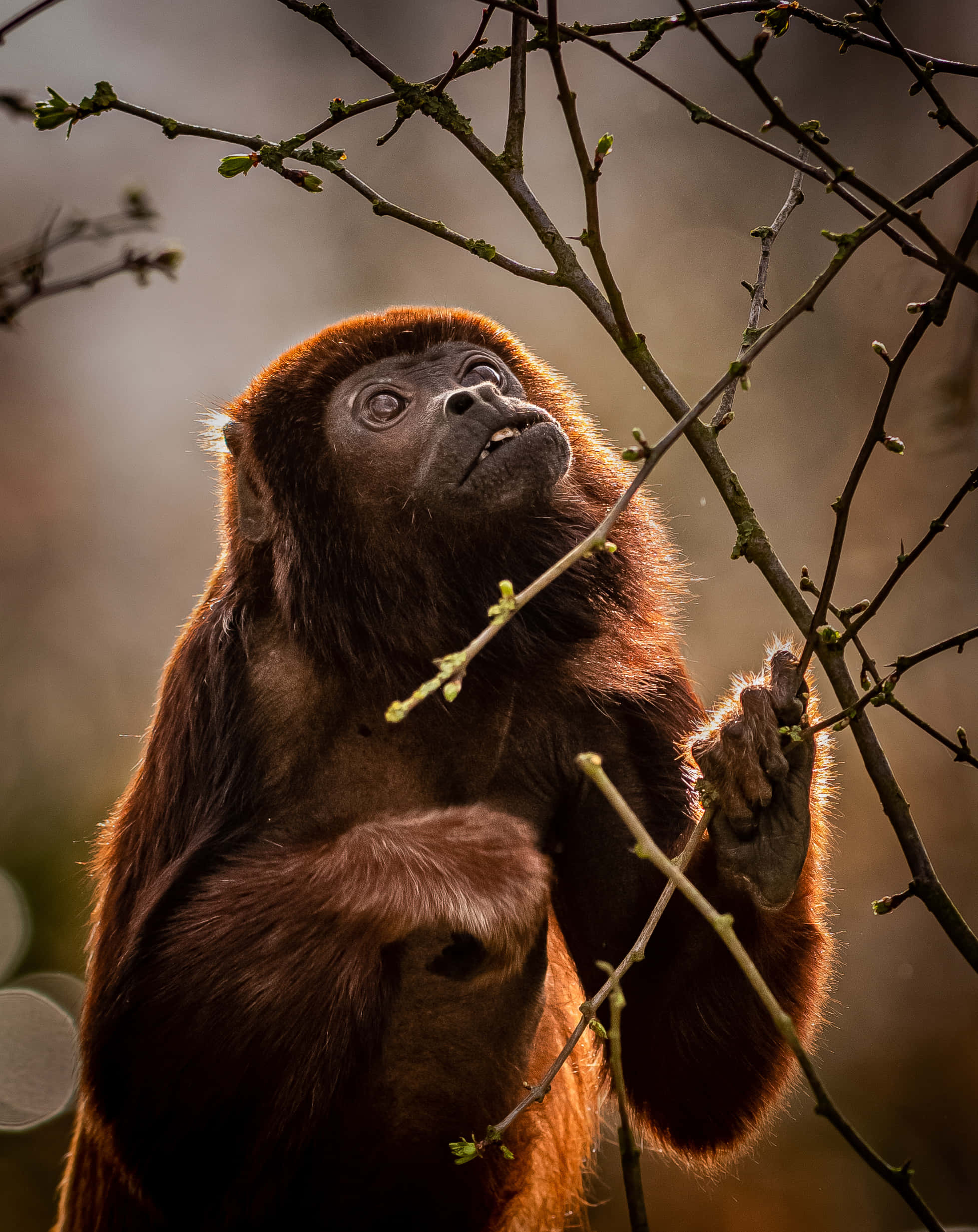 howler monkey, reddish-brown, sunlit forest, Full HD Phone Wallpaper
