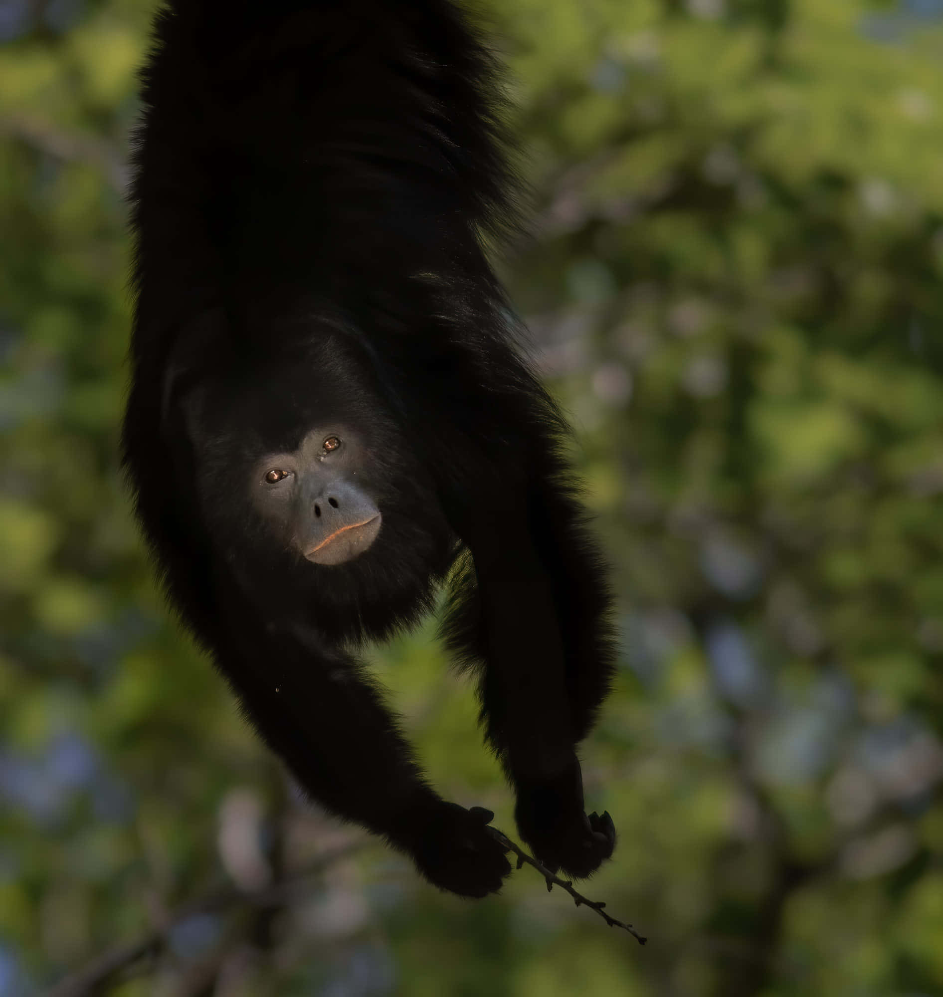 Howler Monkey, black howler monkey, branch, Full HD Phone Wallpaper