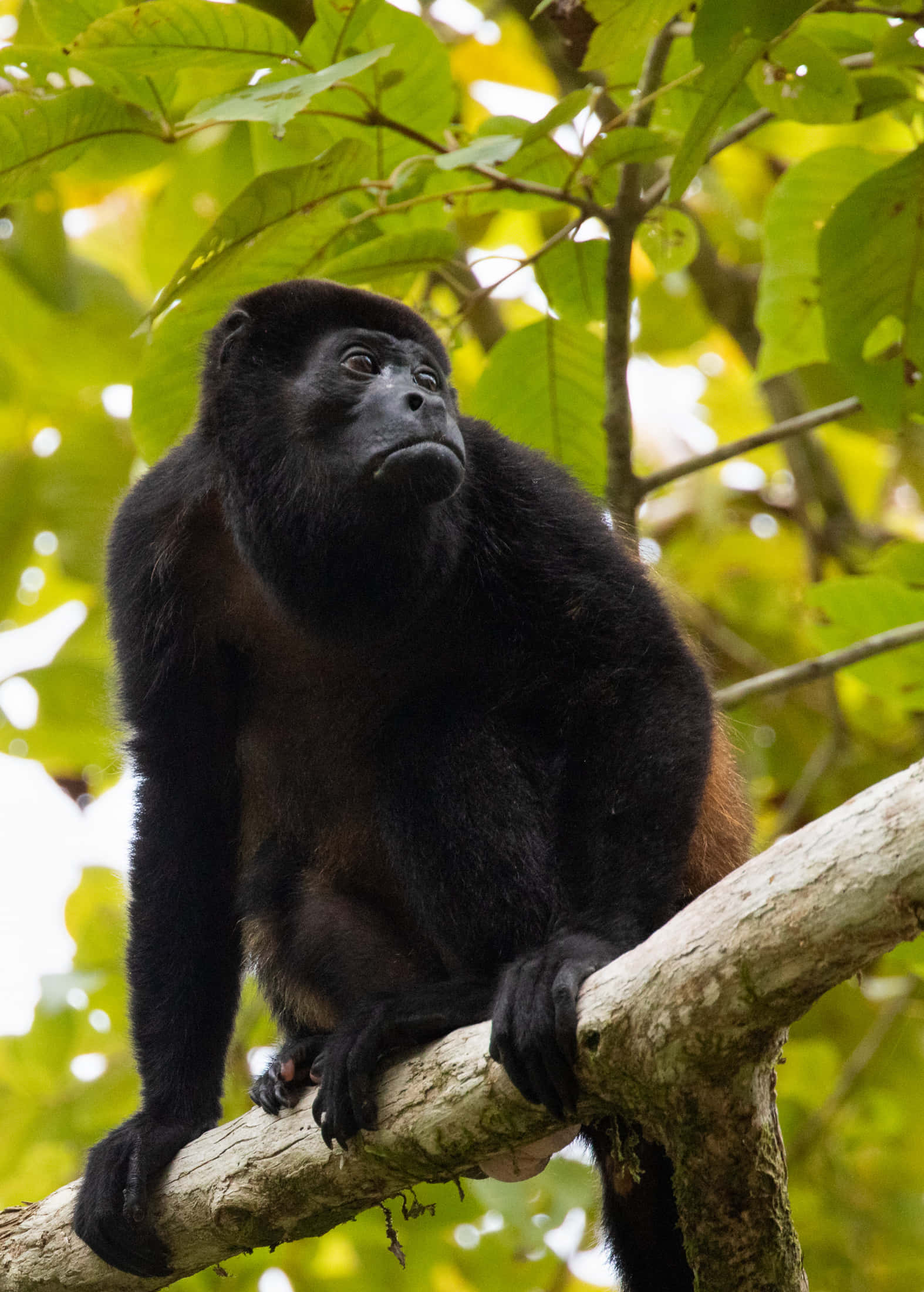 howler monkey, treetop, tree branch, Full HD Phone Wallpaper