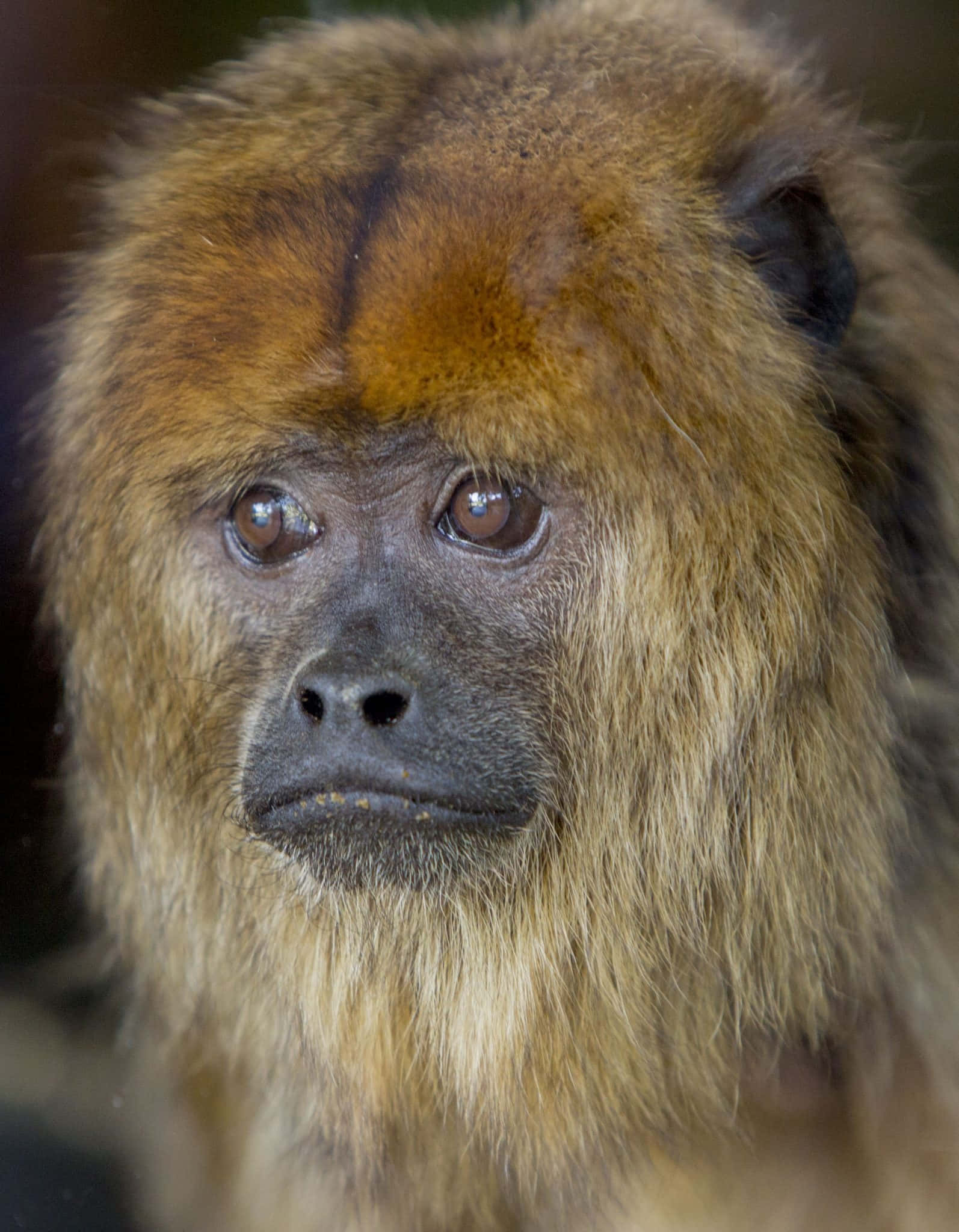 Howler Monkey, golden-furred, dark face, Full HD Phone Wallpaper