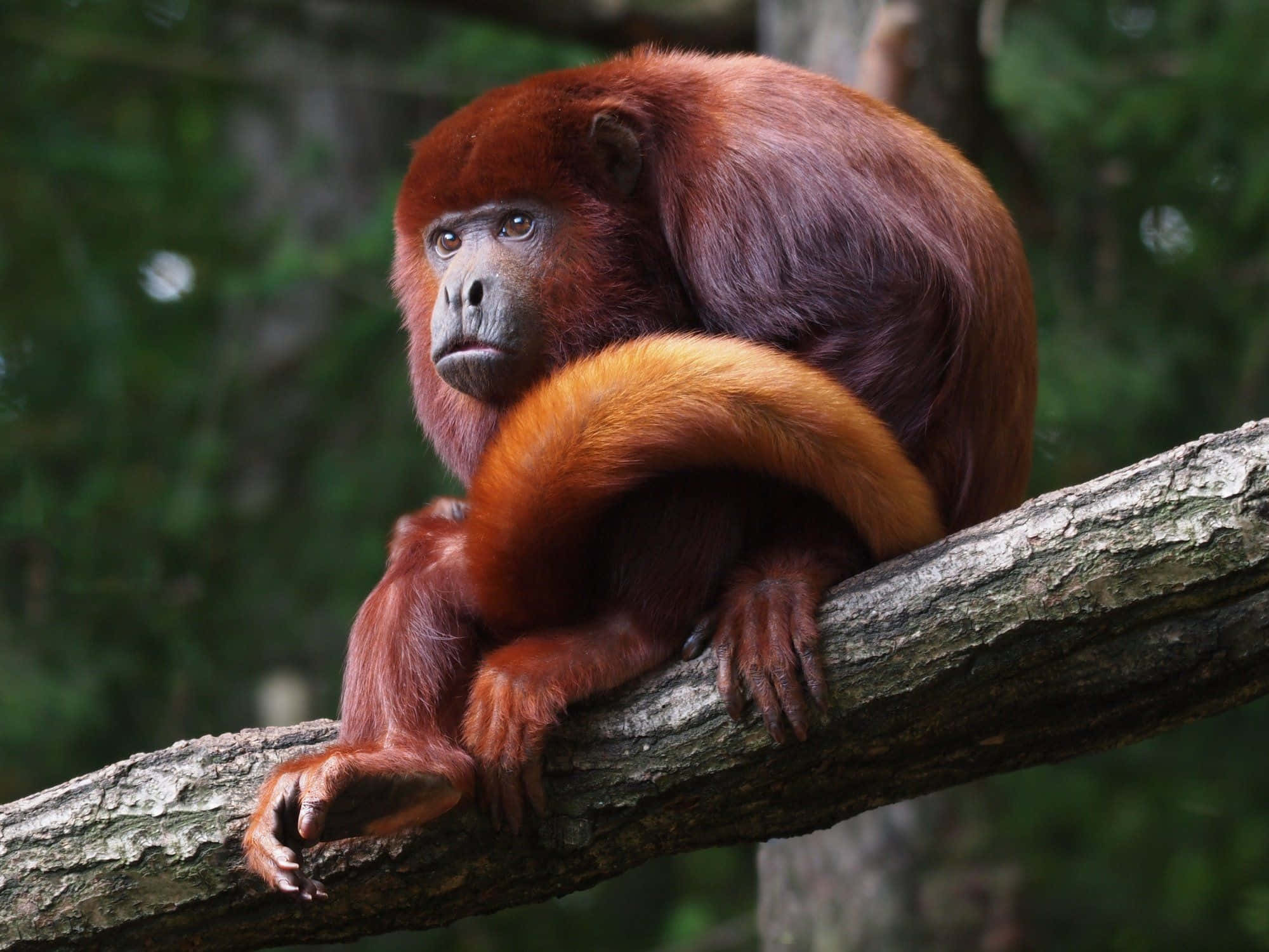 howler monkey, tree branch, lush green forest, Full HD Desktop Wallpaper