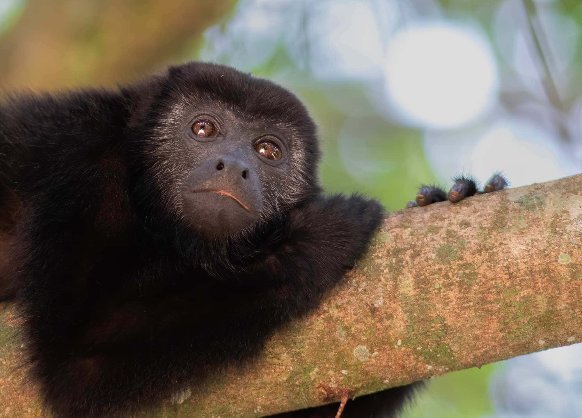Howler Monkey, mossy tree branch, sunlit forest, Full HD Desktop Wallpaper
