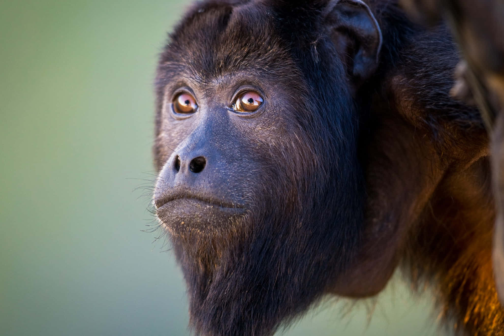 howler monkey, black, amber eyes, Full HD Desktop Wallpaper