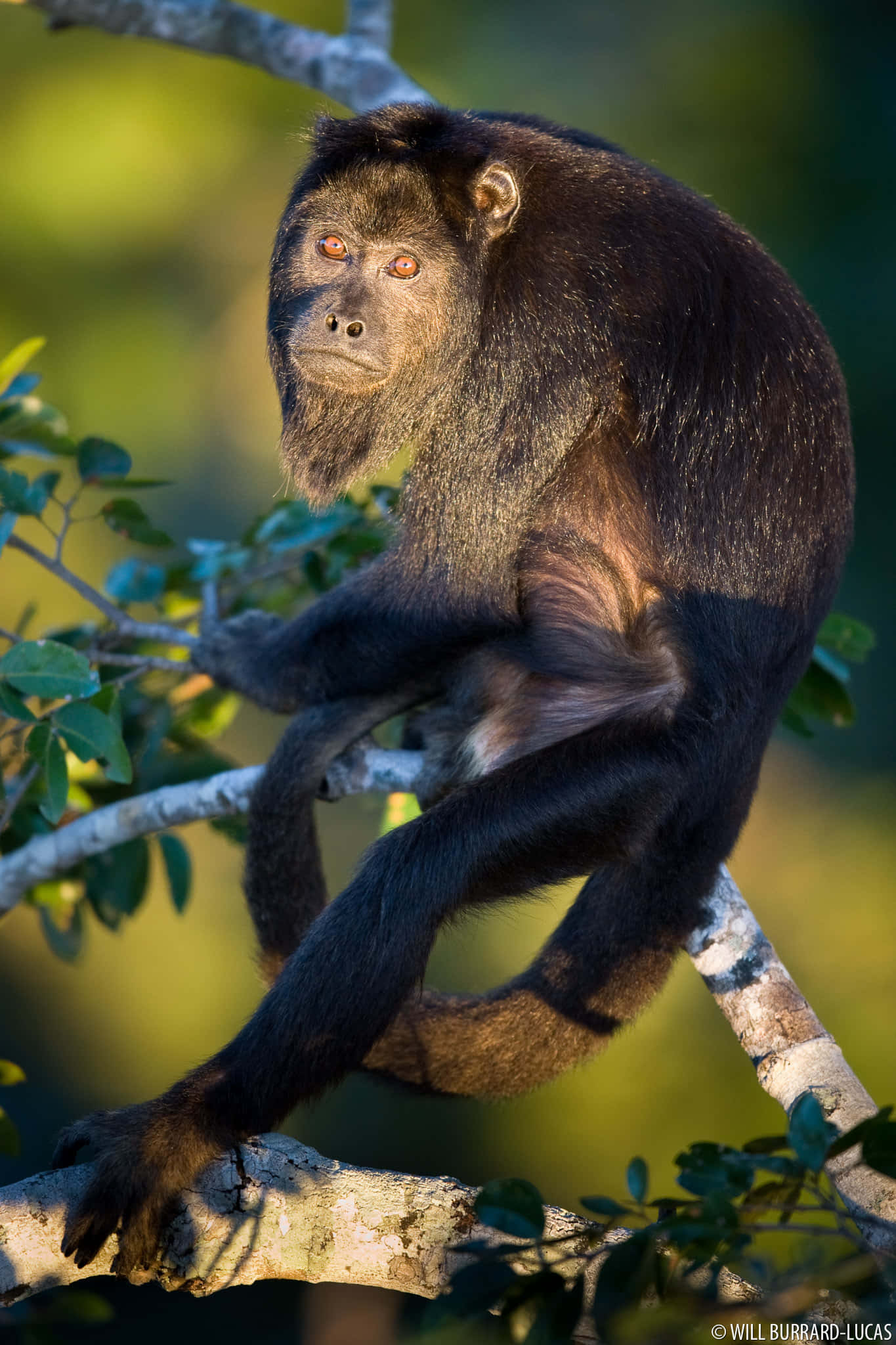 howler monkey, tree branch, sunlit, Full HD Phone Wallpaper
