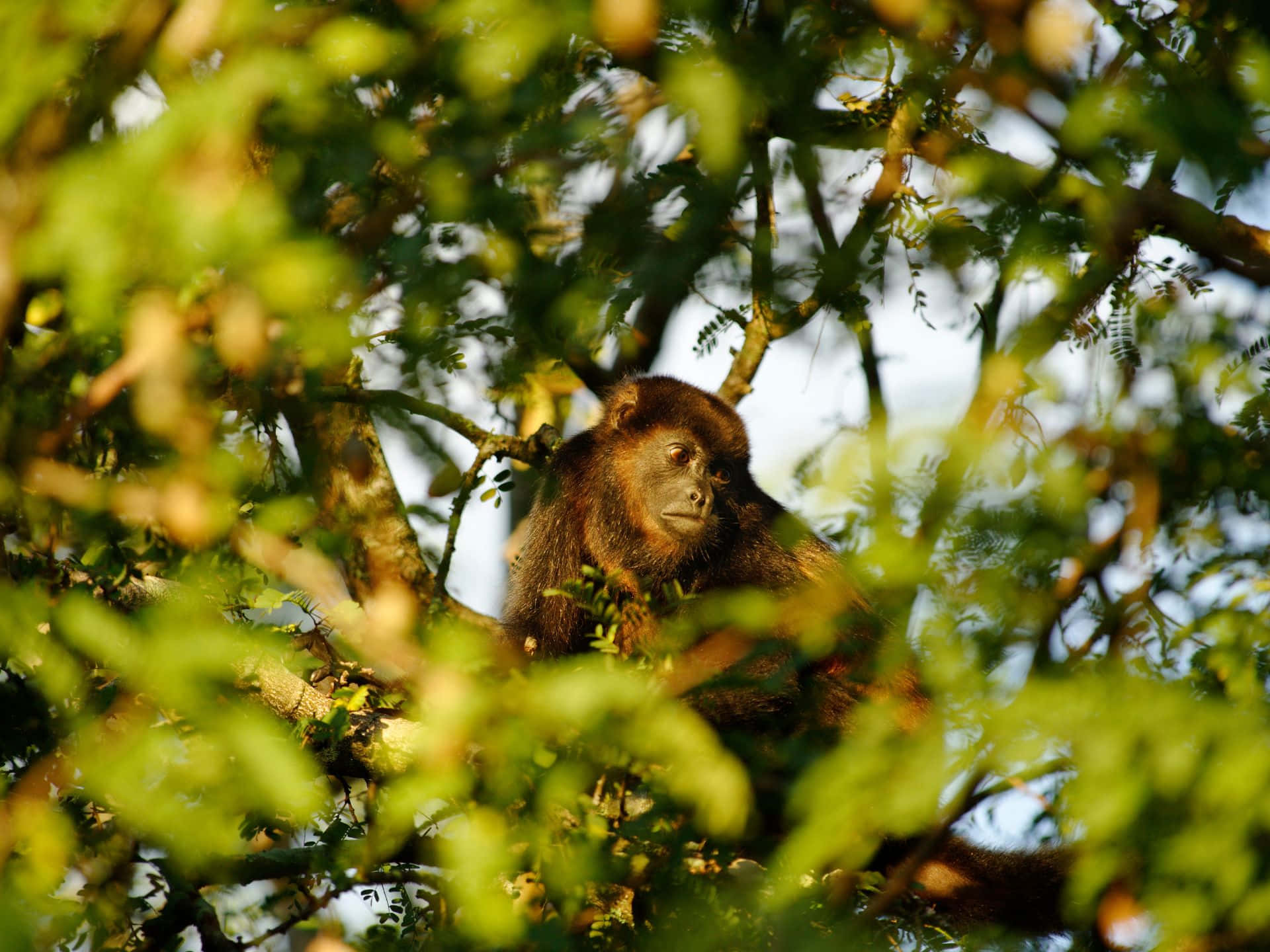 Howler Monkey, treetop, sunlit green leaves, Full HD Desktop Wallpaper
