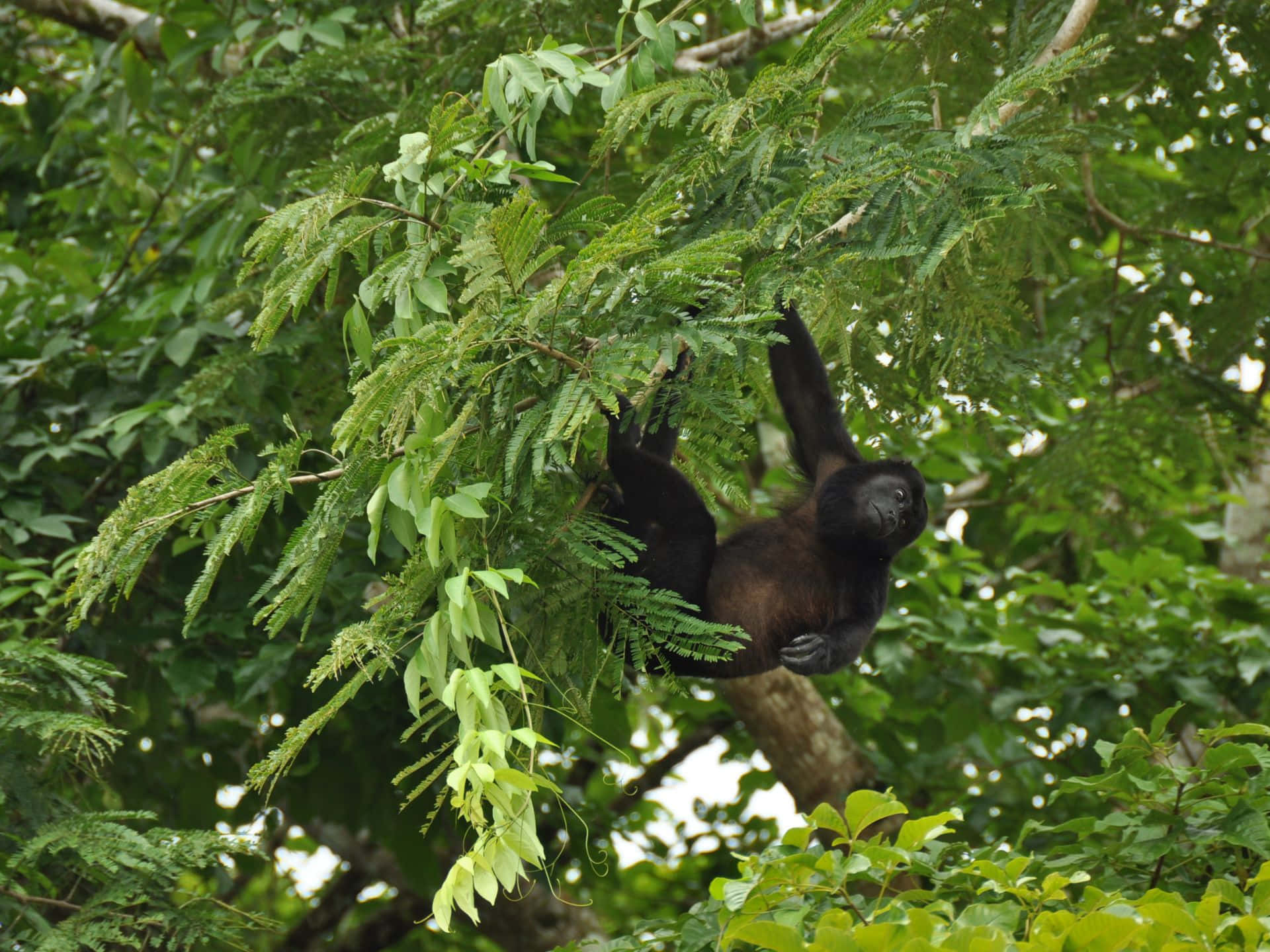 howler monkey, tropical forest, lush green tree branch, Full HD Desktop Wallpaper