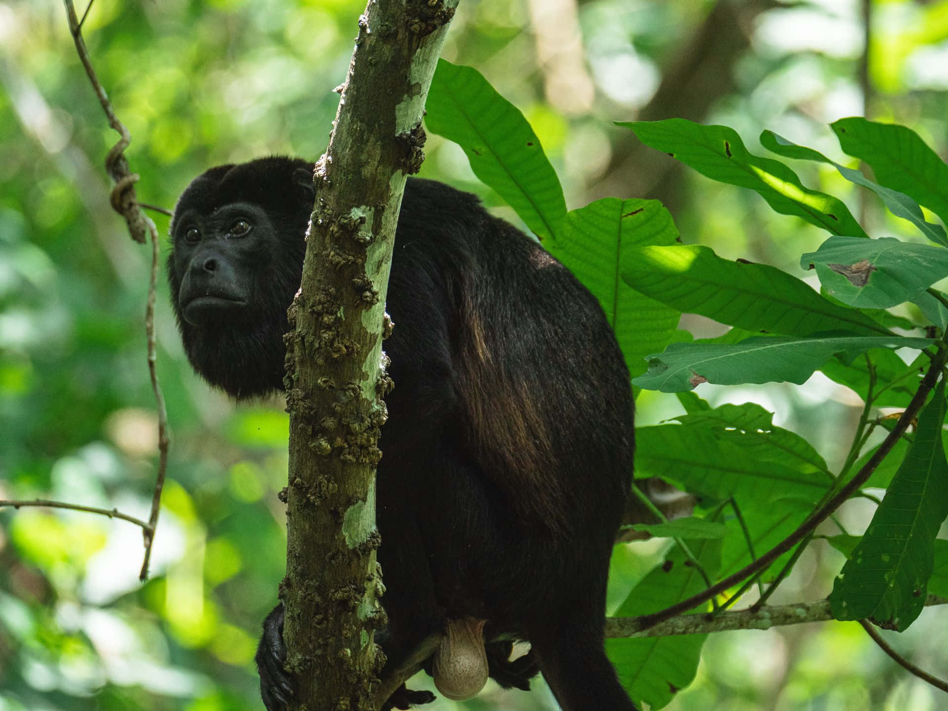 howler monkey, mossy tree trunk, dappled sunlight, Full HD Desktop Wallpaper