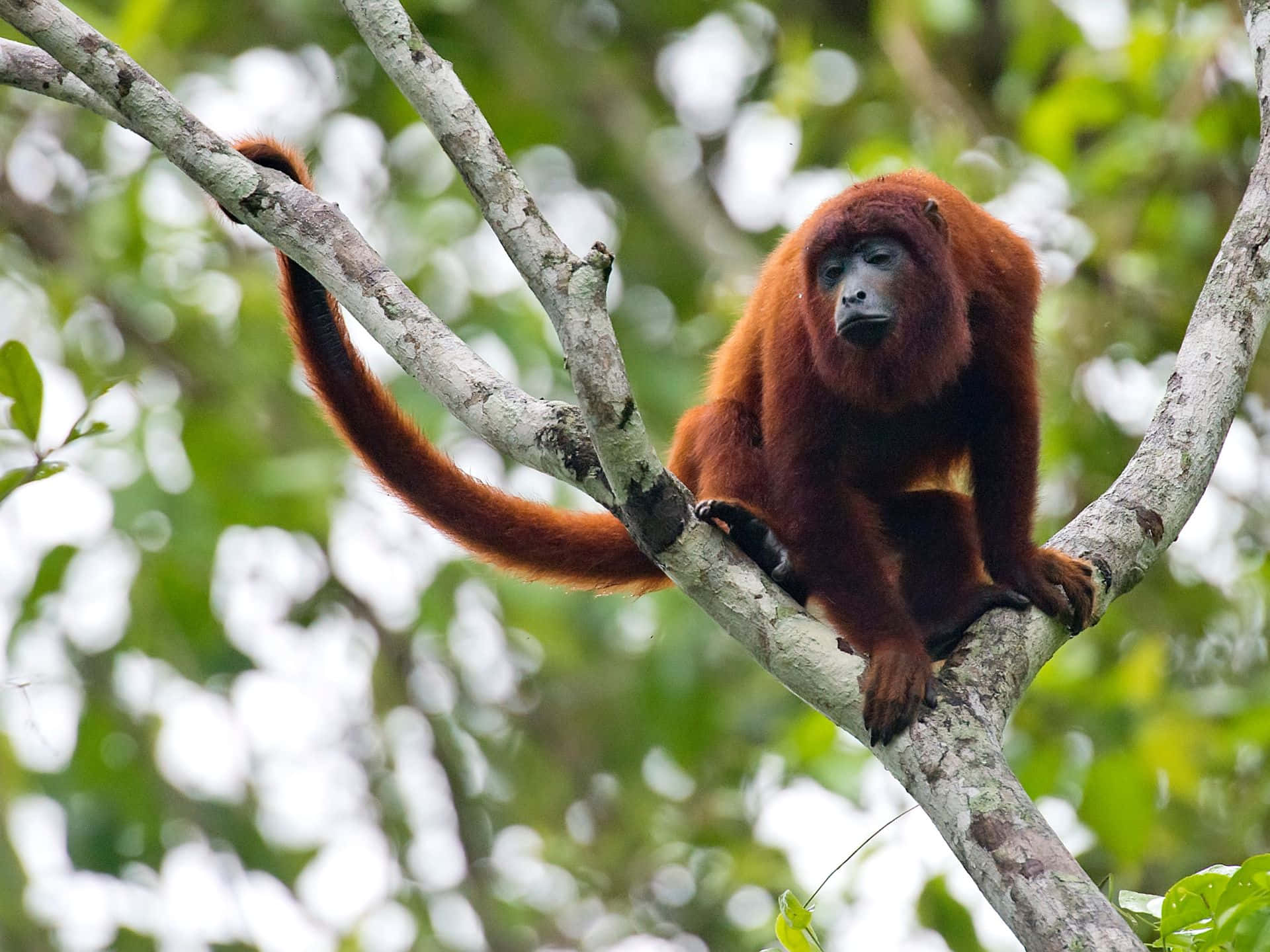 howler monkey, tree branch, lush green foliage, Full HD Desktop Wallpaper