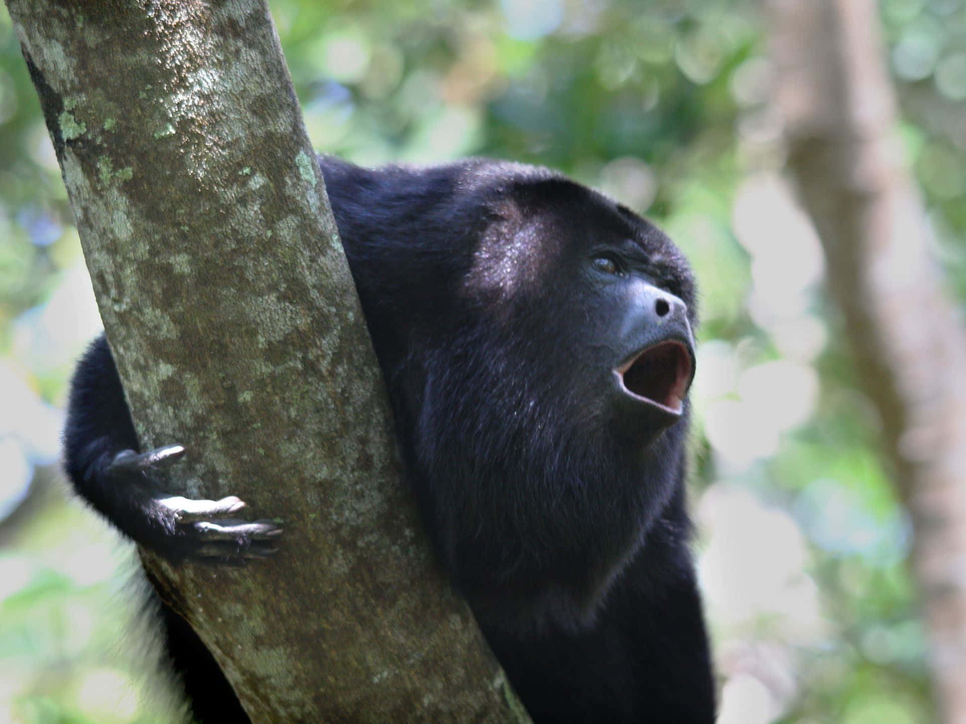 howler monkey, black howler monkey, tree trunk, Full HD Desktop Wallpaper