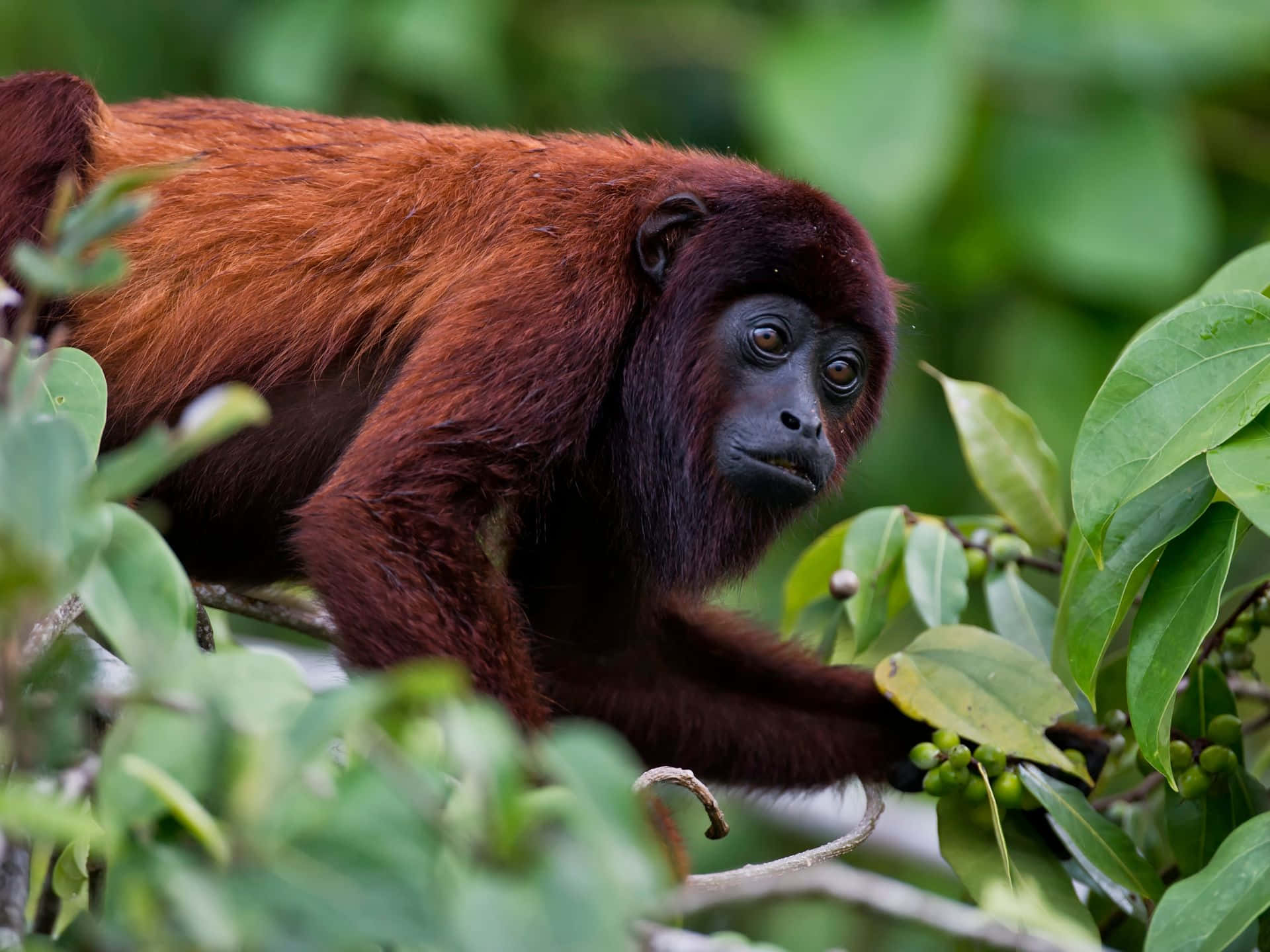 red howler monkey, dark face, expressive eyes, Full HD Desktop Wallpaper