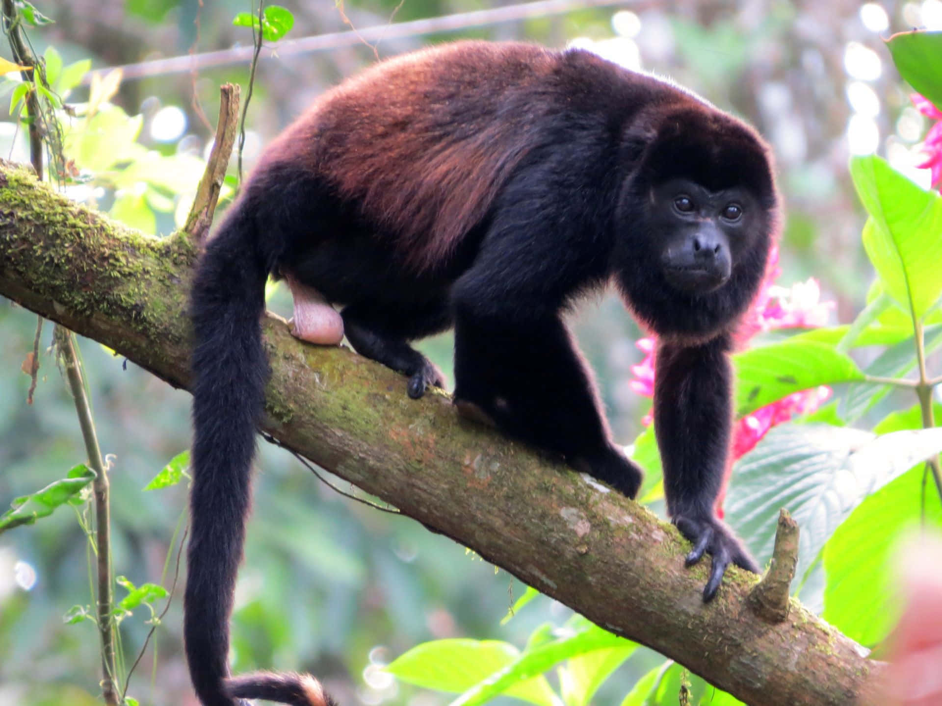 Howler Monkey, natural habitat, mossy tree branch, Full HD Desktop Wallpaper