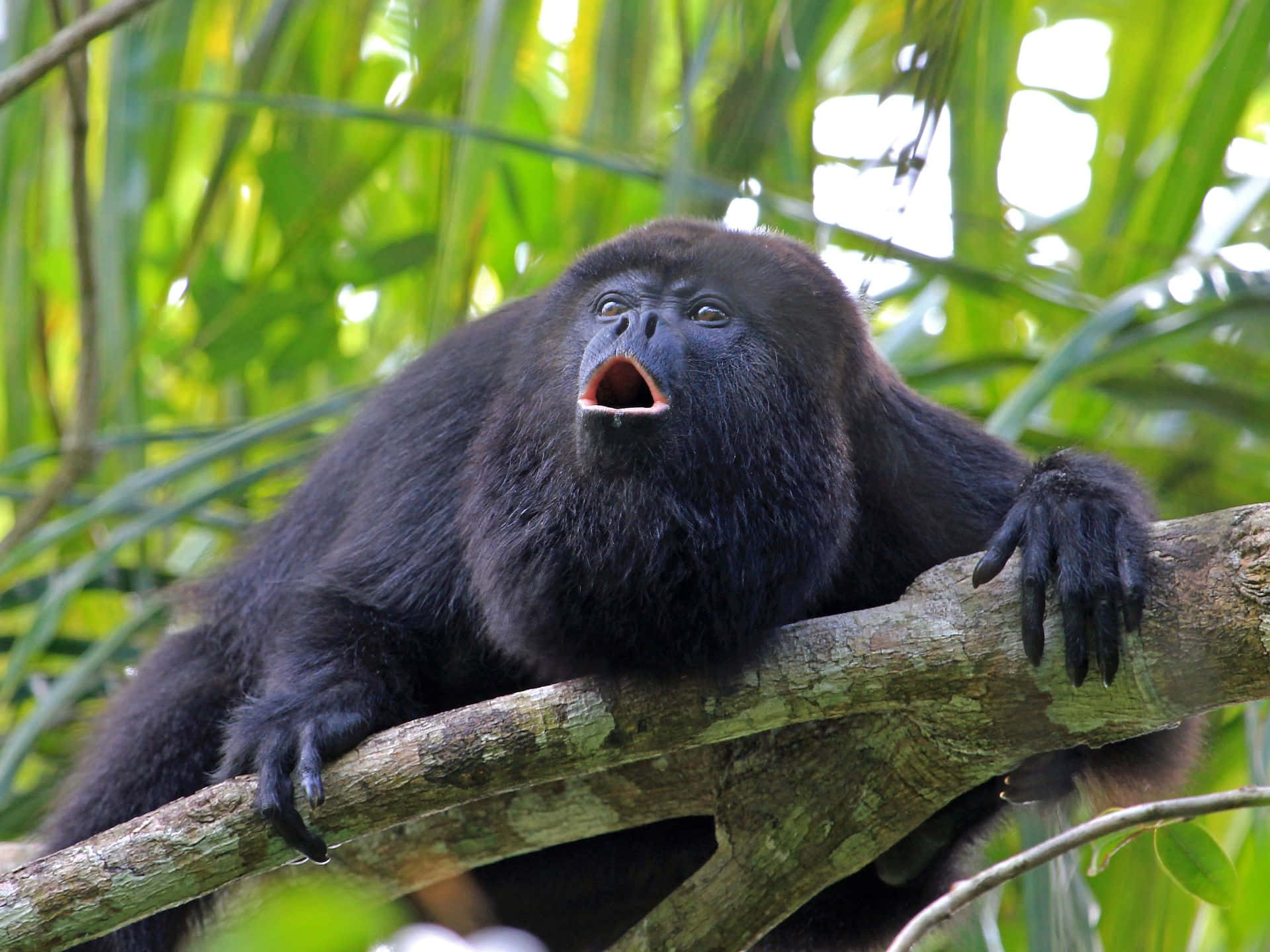 howler monkey, lush green jungle, tree branch, Full HD Desktop Wallpaper