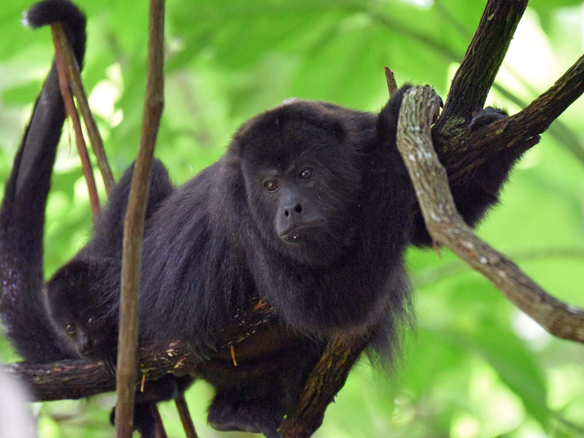 howler monkey, natural habitat, jungle, Full HD Desktop Wallpaper