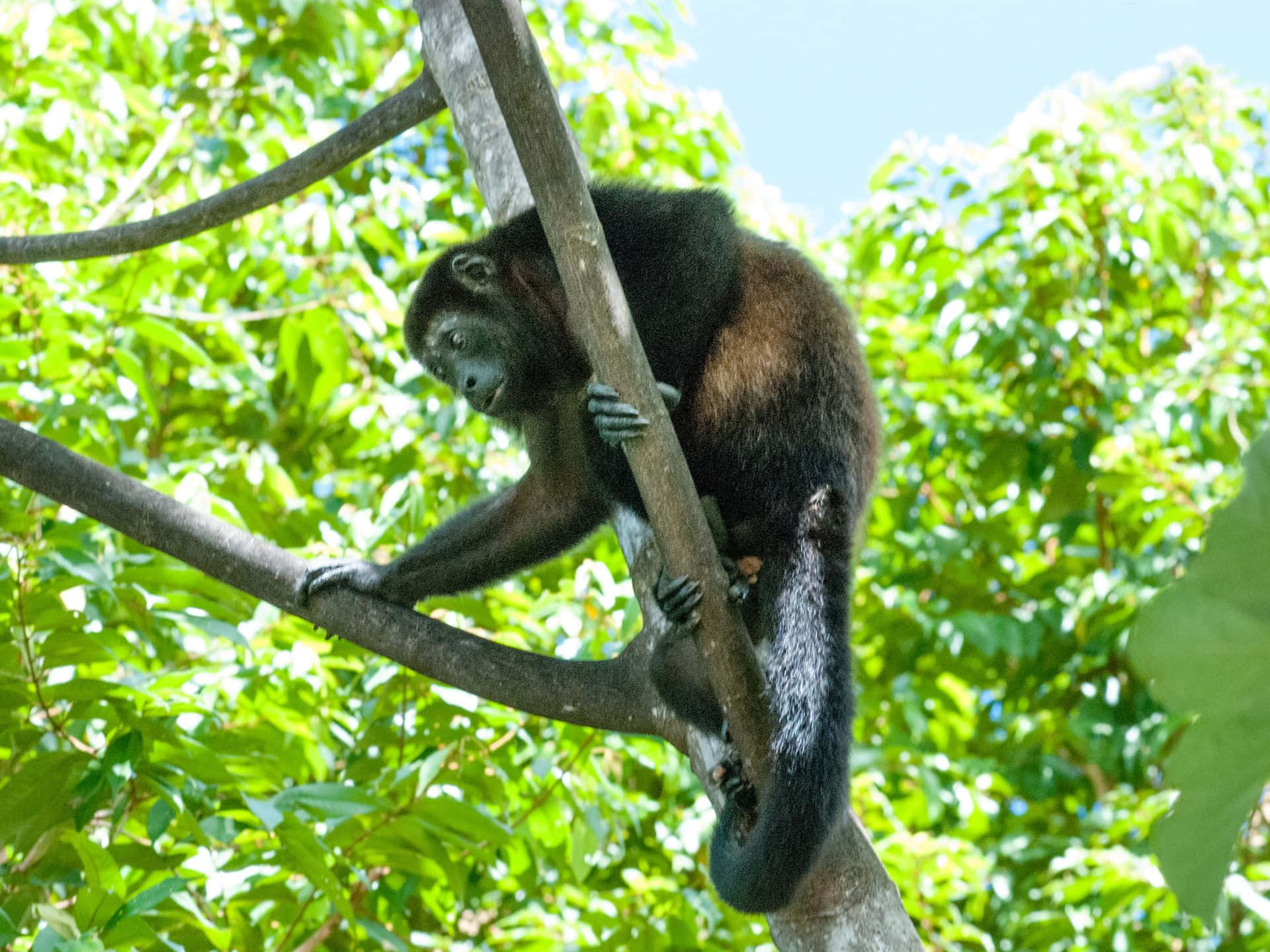 howler monkey, natural habitat, tree branch, Full HD Desktop Wallpaper