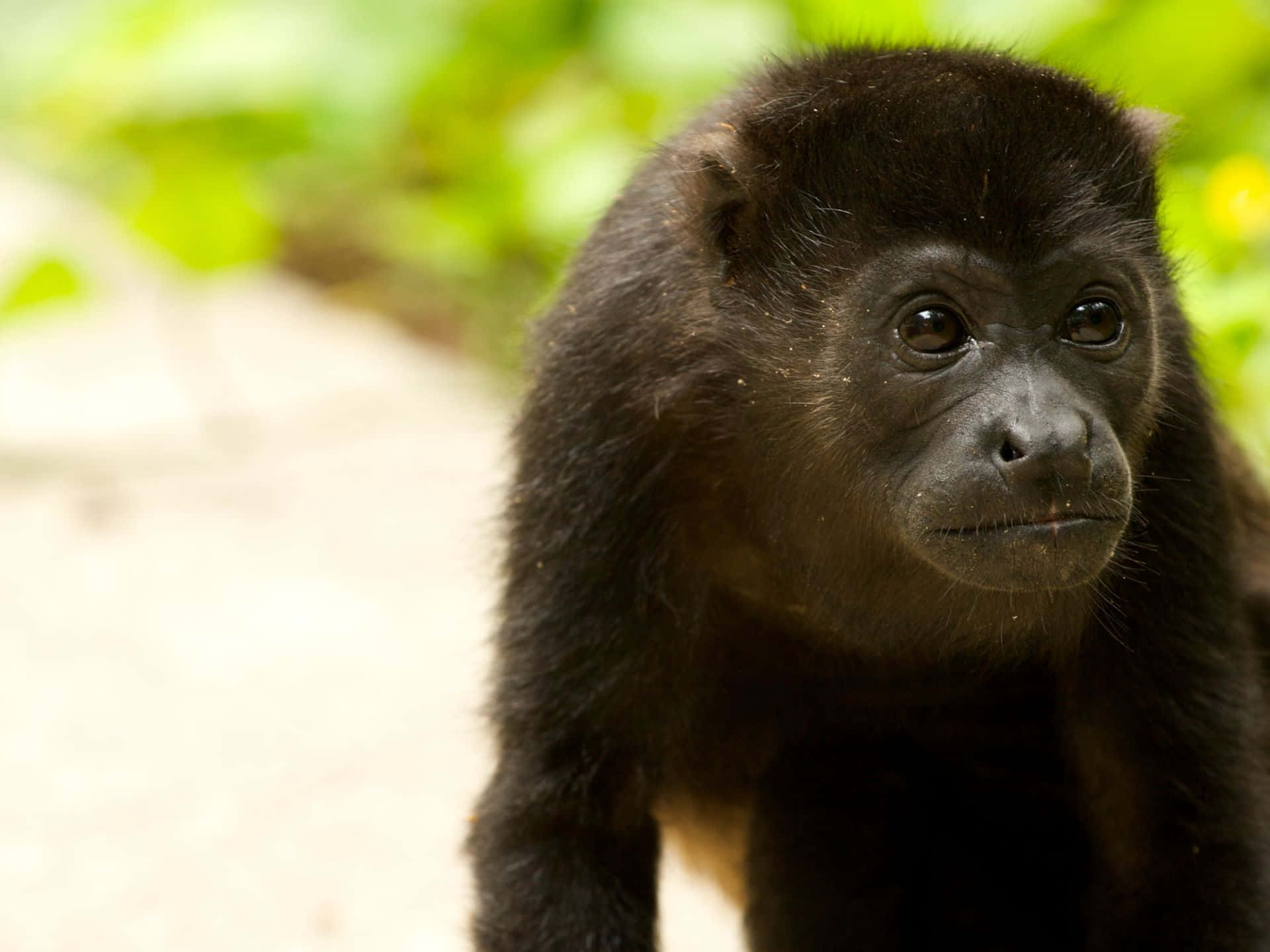 Howler Monkey, black-furred, large dark eyes, Full HD Desktop Wallpaper
