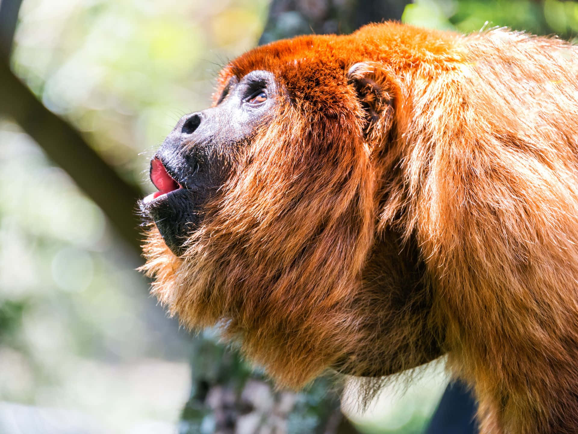golden howler monkey, vibrant orange fur, black face, Full HD Desktop Wallpaper