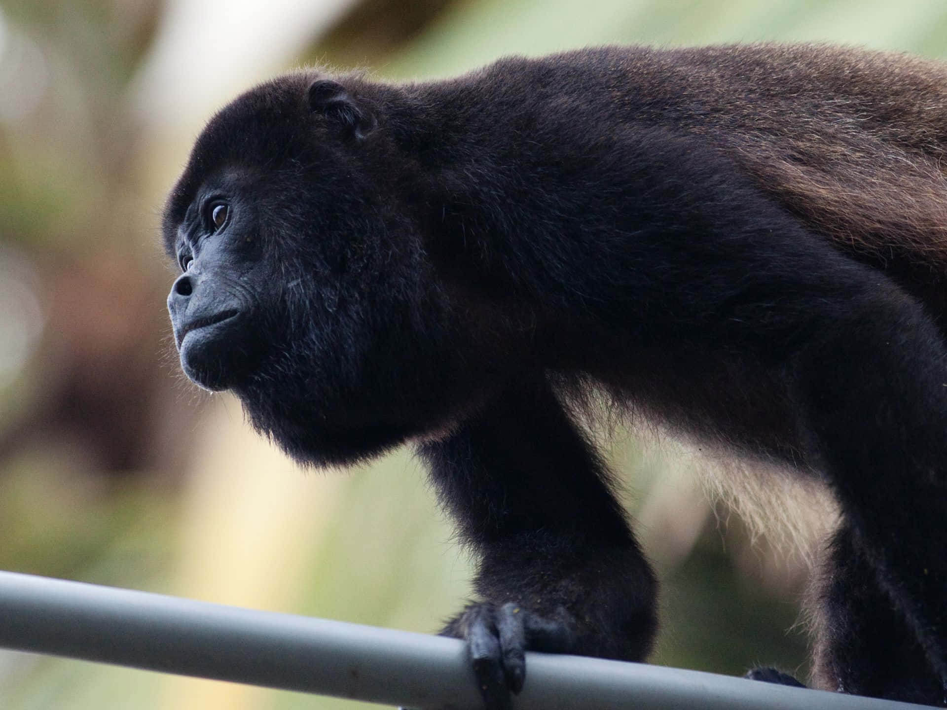 Howler Monkey, black howler monkey, metal bar, Full HD Desktop Wallpaper