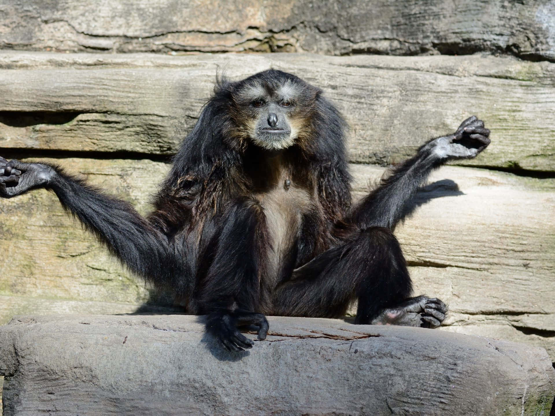 Howler Monkey, black-furred, white facial markings, Full HD Desktop Wallpaper