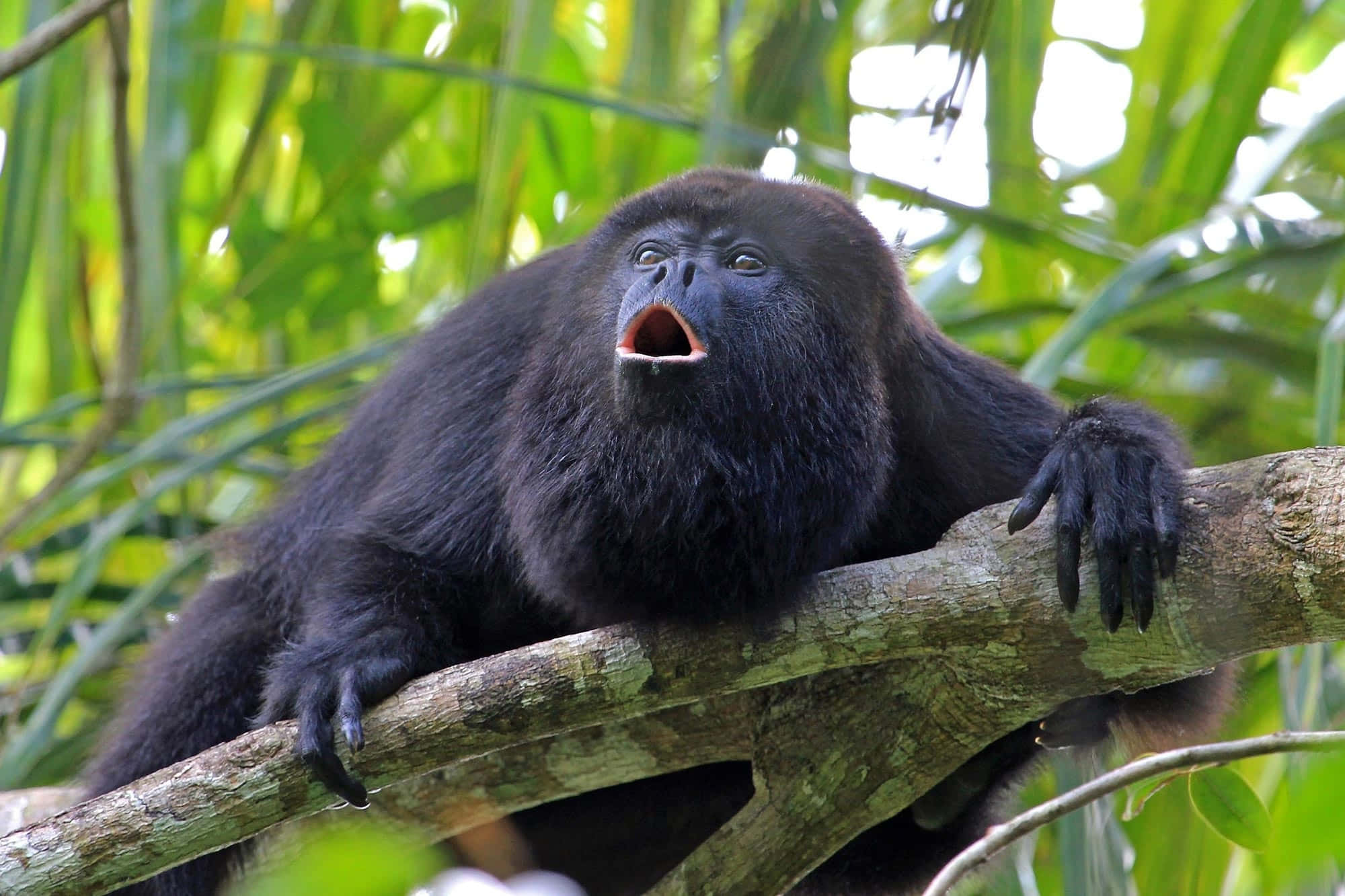 howler monkey, black howler monkey, tree branch, Full HD Desktop Wallpaper