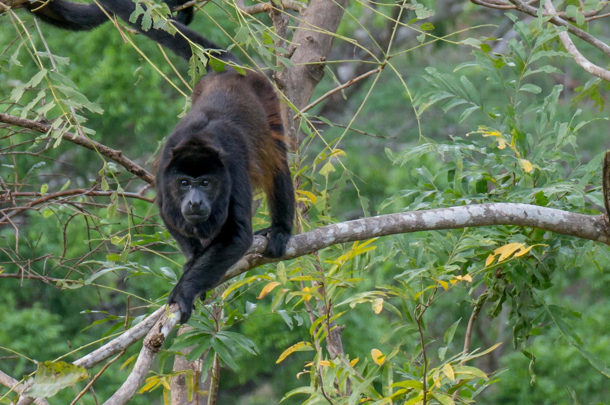 howler monkey, natural habitat, black howler monkey, Full HD Desktop Wallpaper