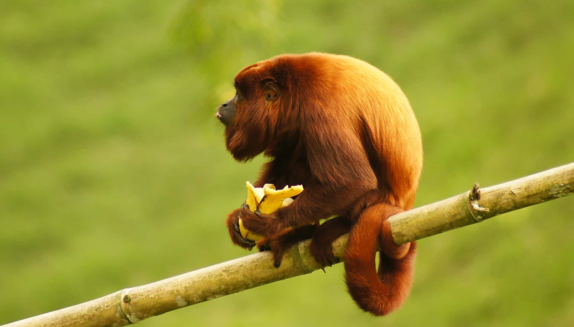 howler monkey, banana, bamboo branch, Full HD Desktop Wallpaper