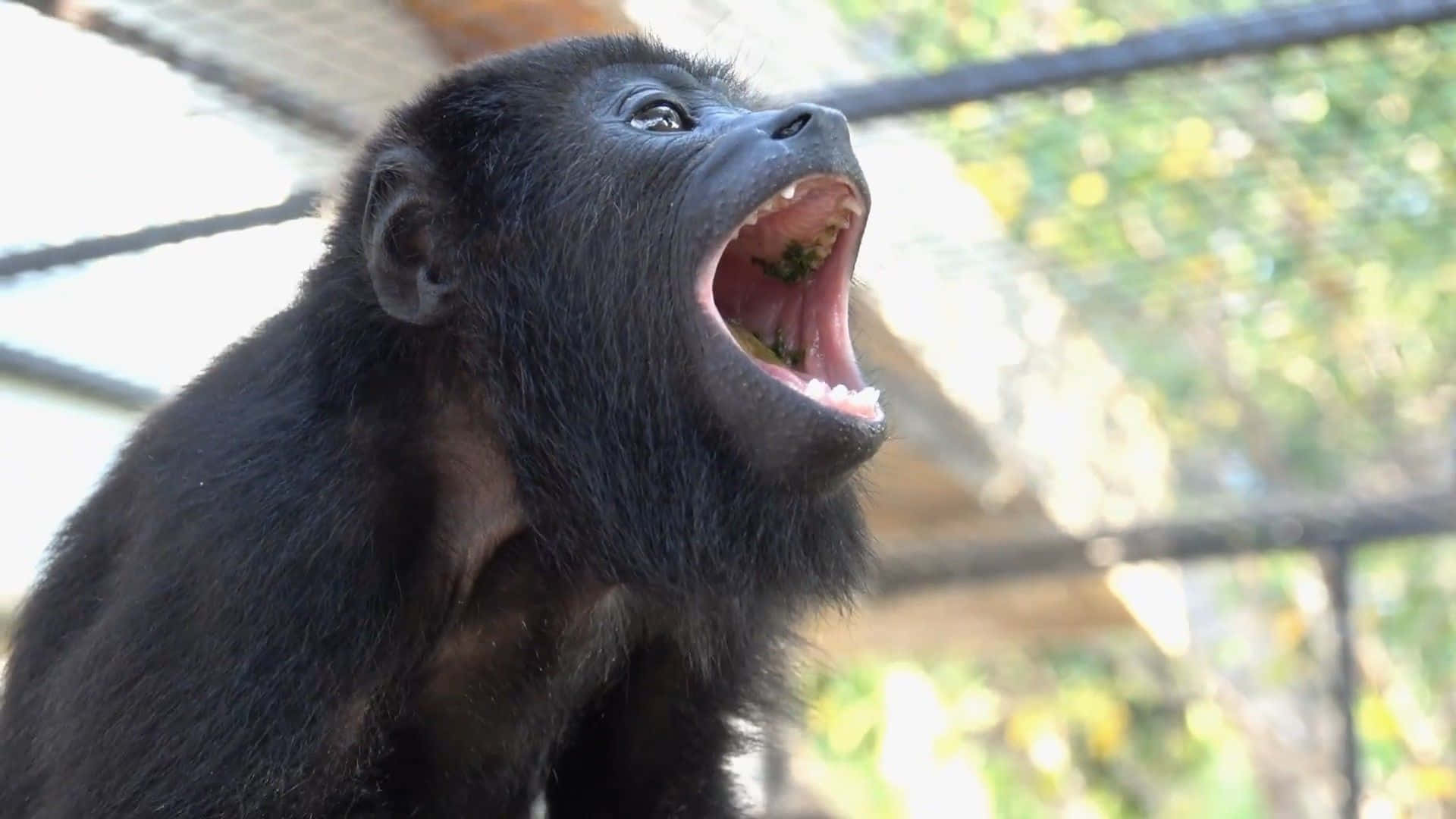 Howler Monkey, black, green food, Full HD Desktop Wallpaper