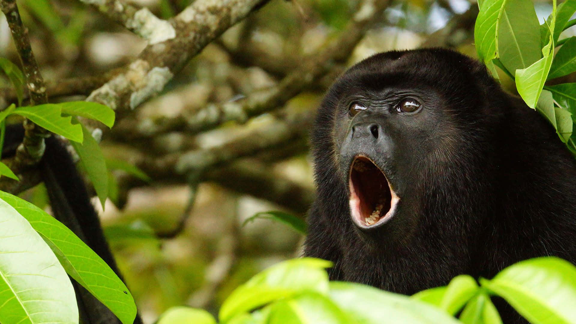 howler monkey, forest, black, Full HD Desktop Wallpaper
