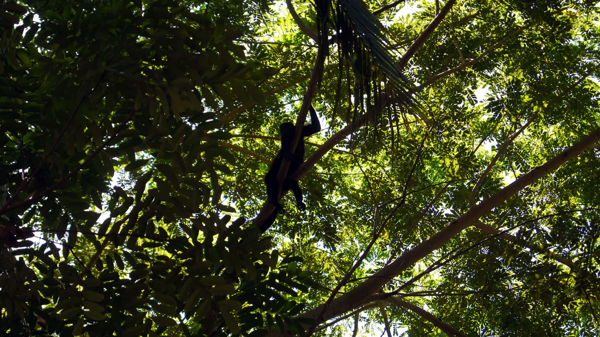 Howler Monkey, silhouette, rainforest, Full HD Desktop Wallpaper