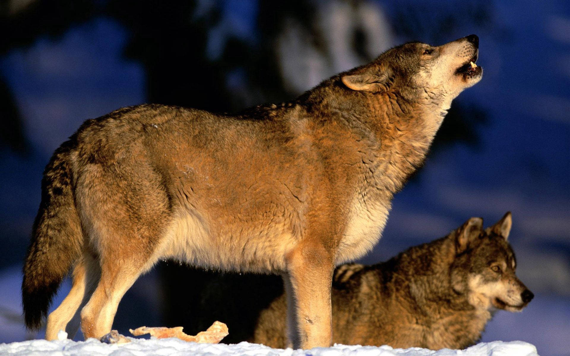 Howling Gray Wolf, Gray Wolf, snowy backdrop, Full HD Desktop Wallpaper