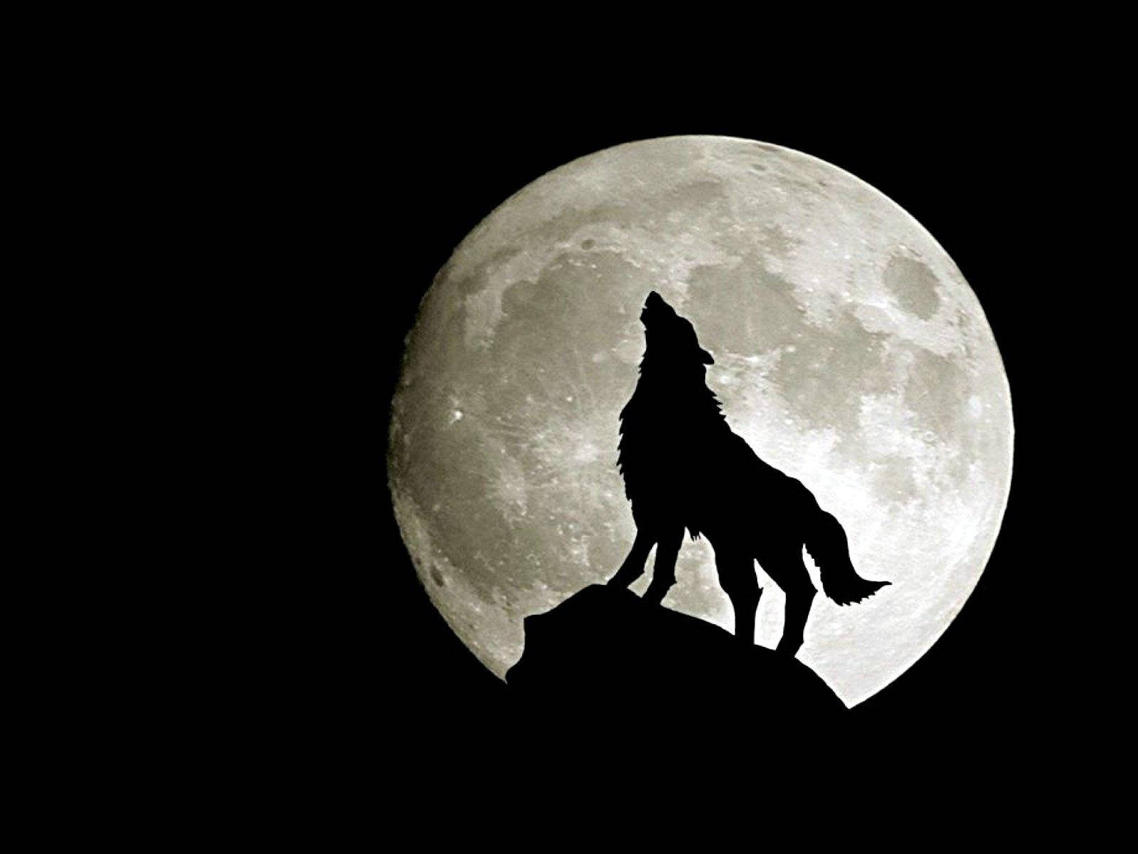 Howling Wolf, Full Moon, rocky peak, HD Desktop Wallpaper