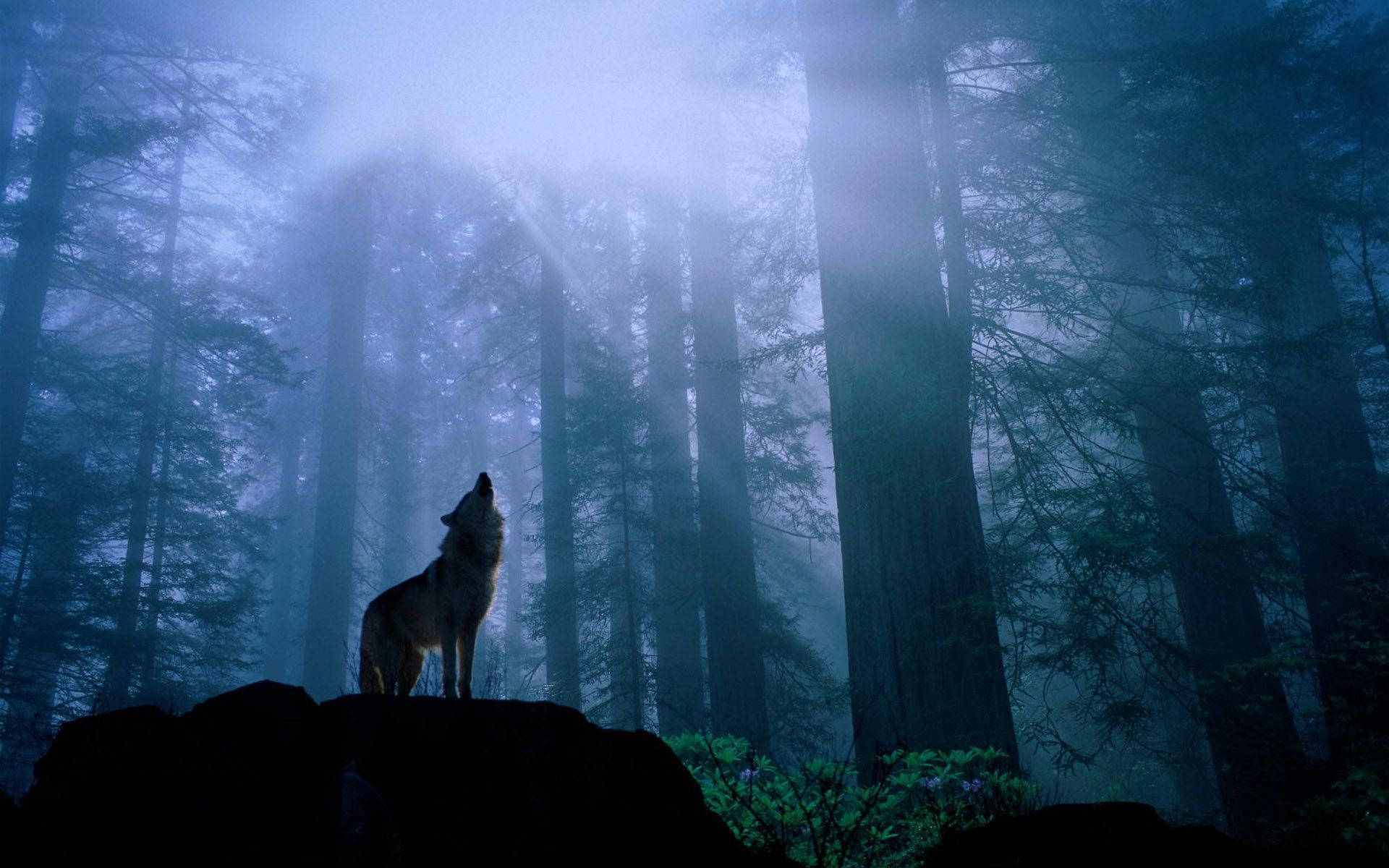 Howling Wolf, moonlight, misty blue forest, Full HD Desktop Wallpaper