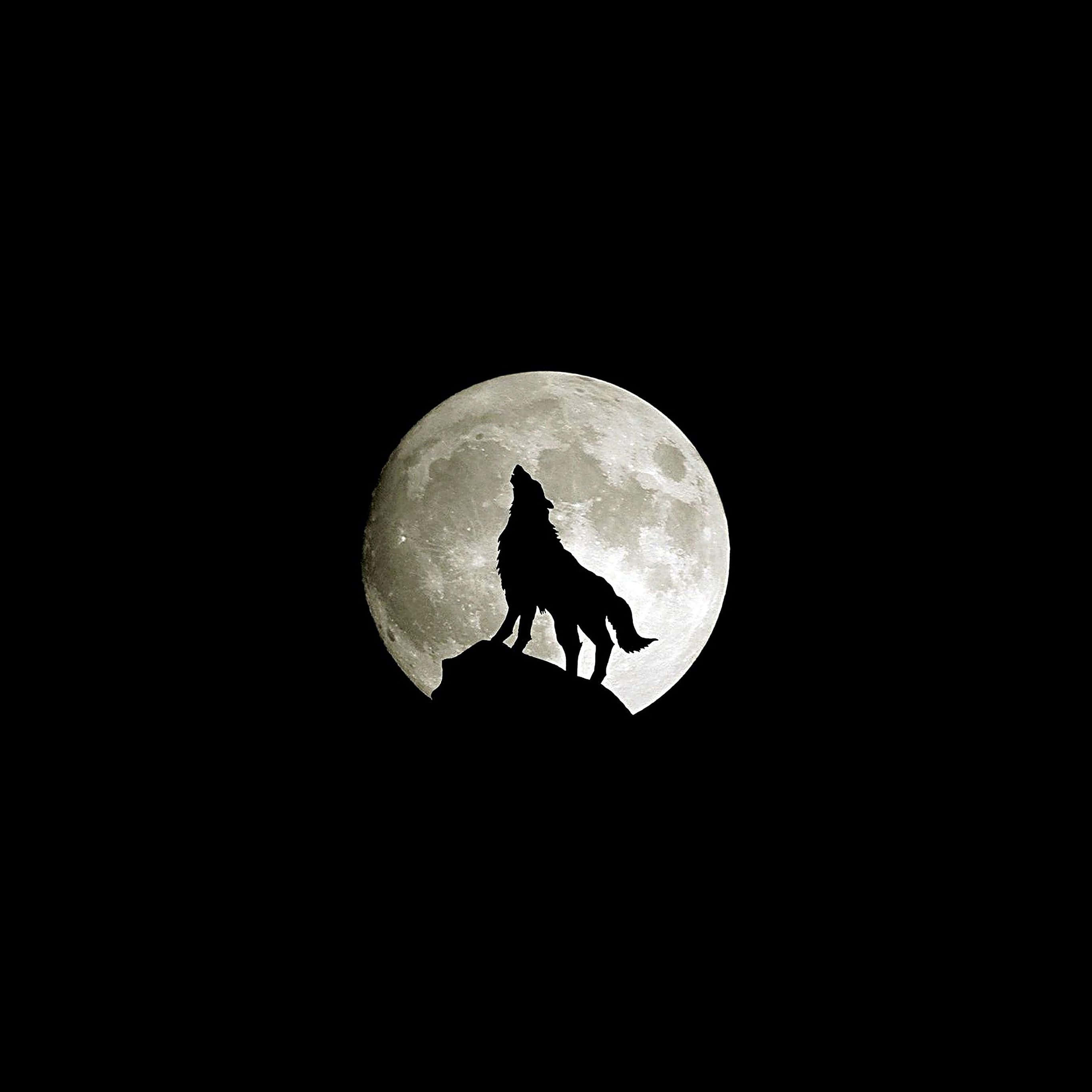 Howling Wolf, full moon, rocky peak, 2K Desktop Wallpaper