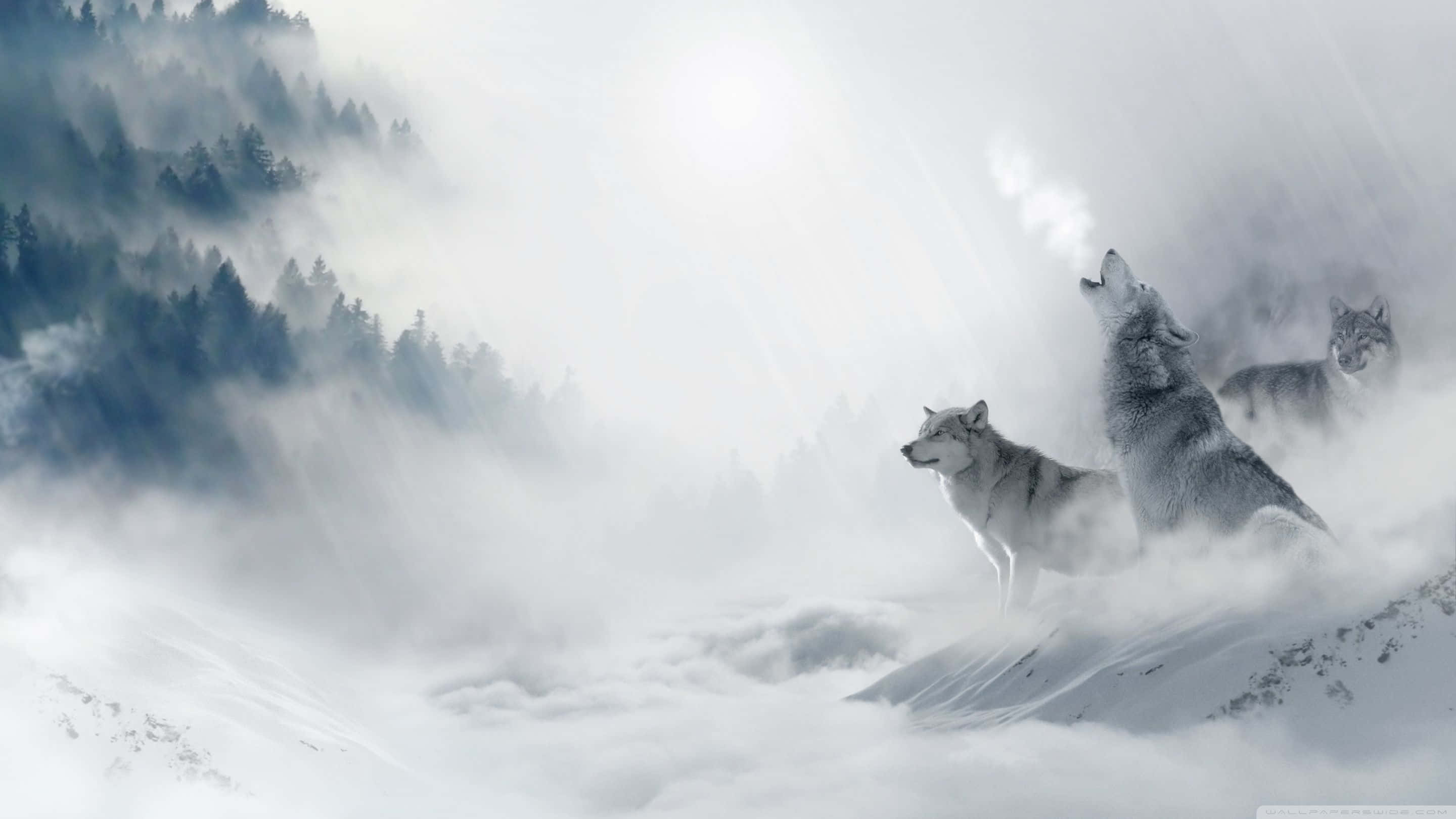 Howling Wolf, full moon, snowy mountain peak, 2K Desktop Wallpaper