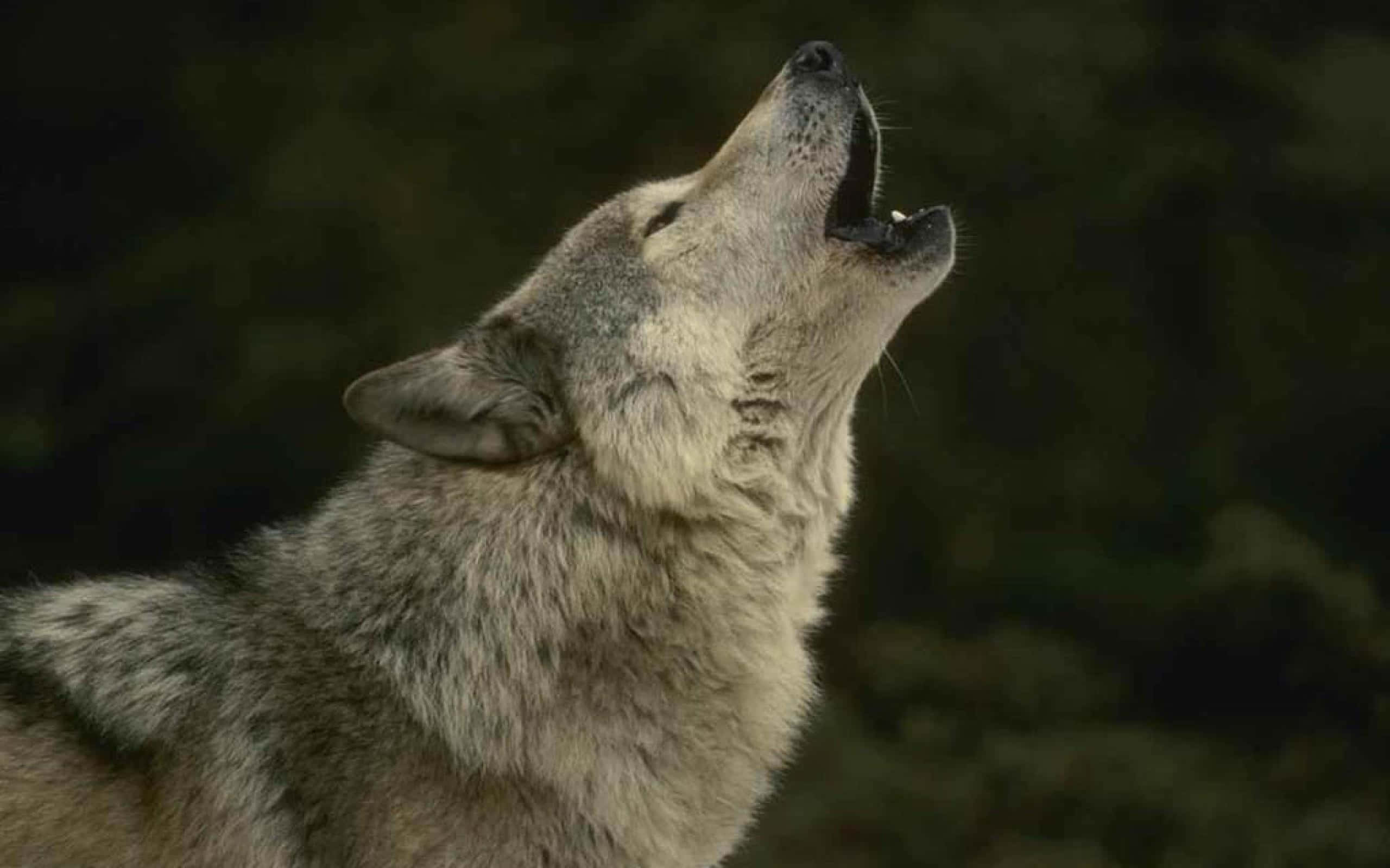 Howling Wolf, full moon, gray wolf, 2K Desktop Wallpaper
