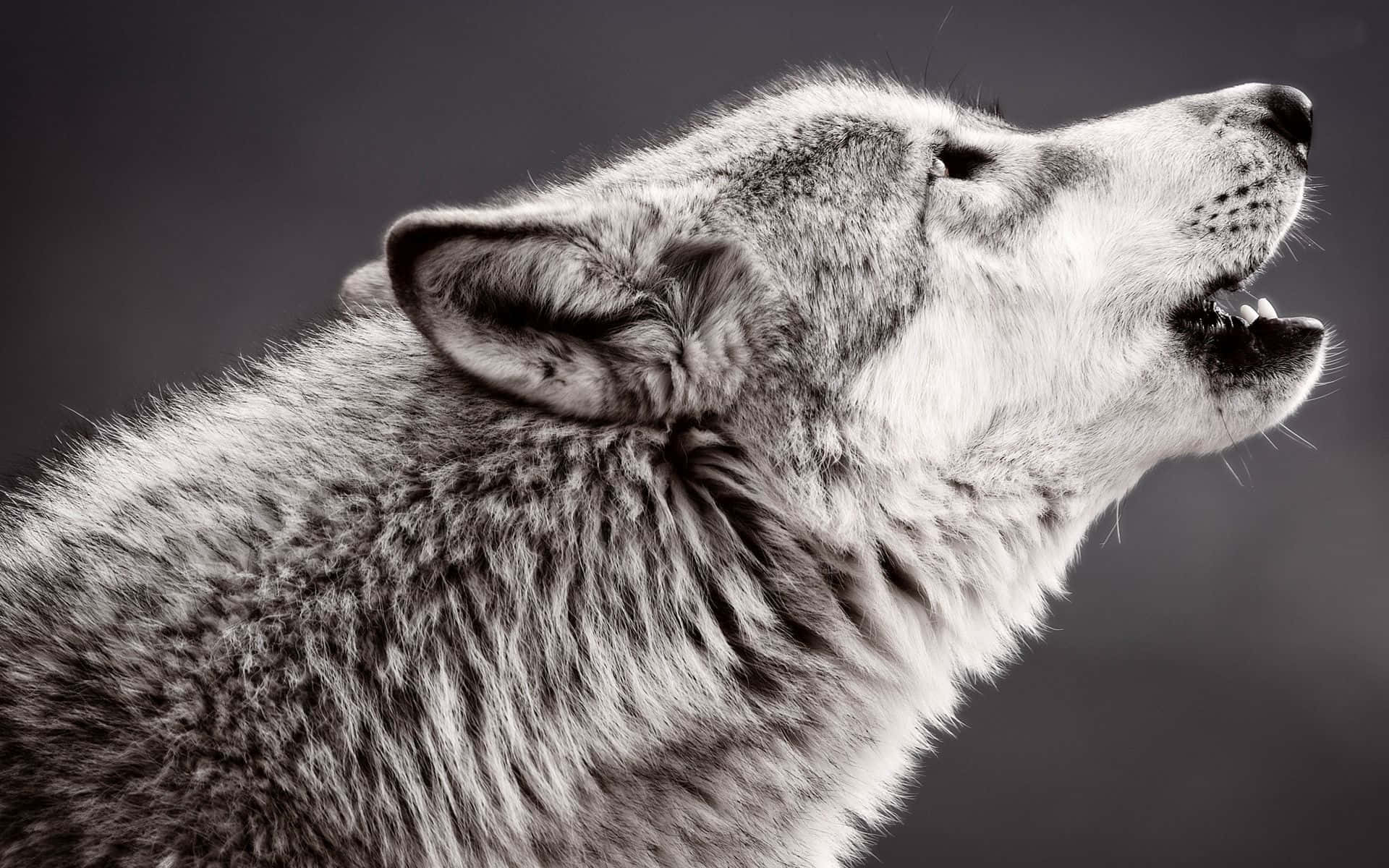 Howling Wolf, moonlight, monochrome, Full HD Desktop Wallpaper