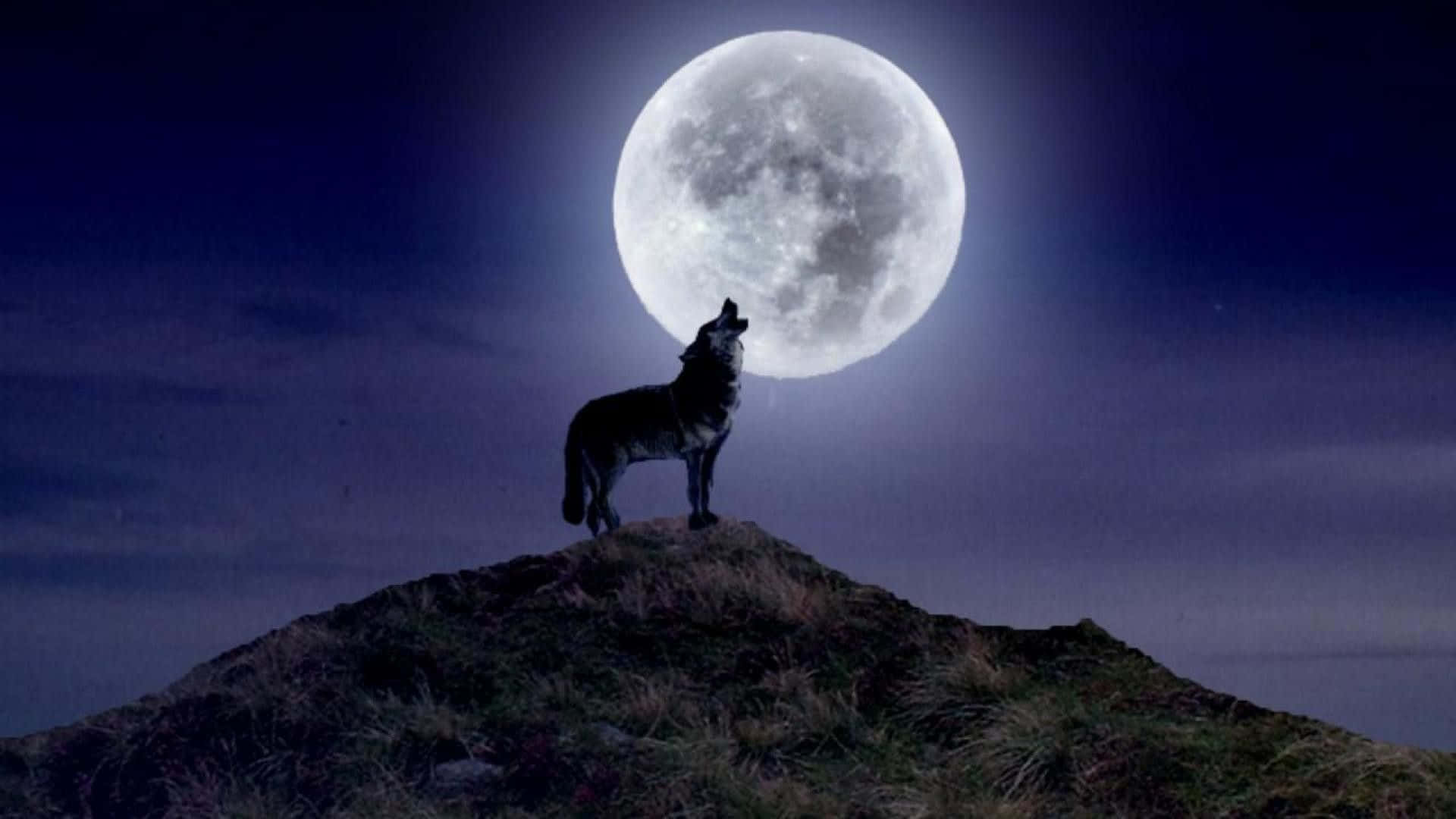 Howling Wolf, full moon, deep purple night sky, Full HD Desktop Wallpaper
