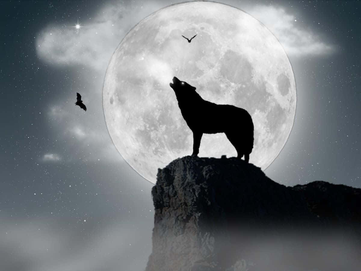 Howling Wolf, full moon, starry night sky, SD Desktop Wallpaper