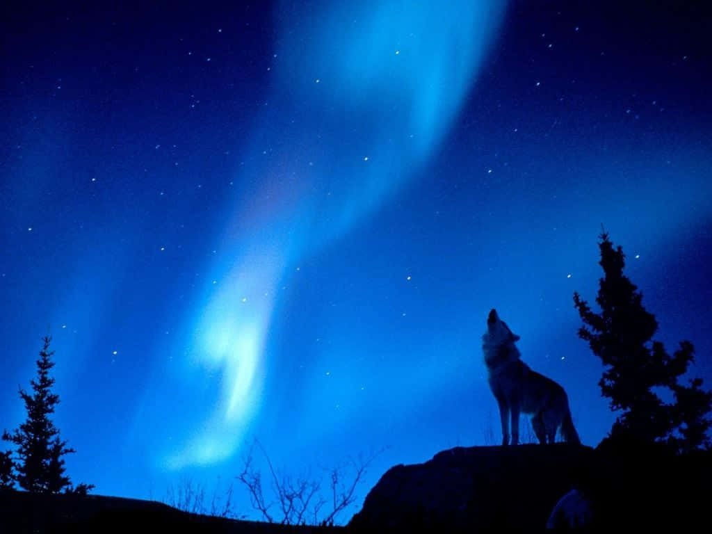 Howling Wolf, Full Moon, aurora borealis, SD Desktop Wallpaper