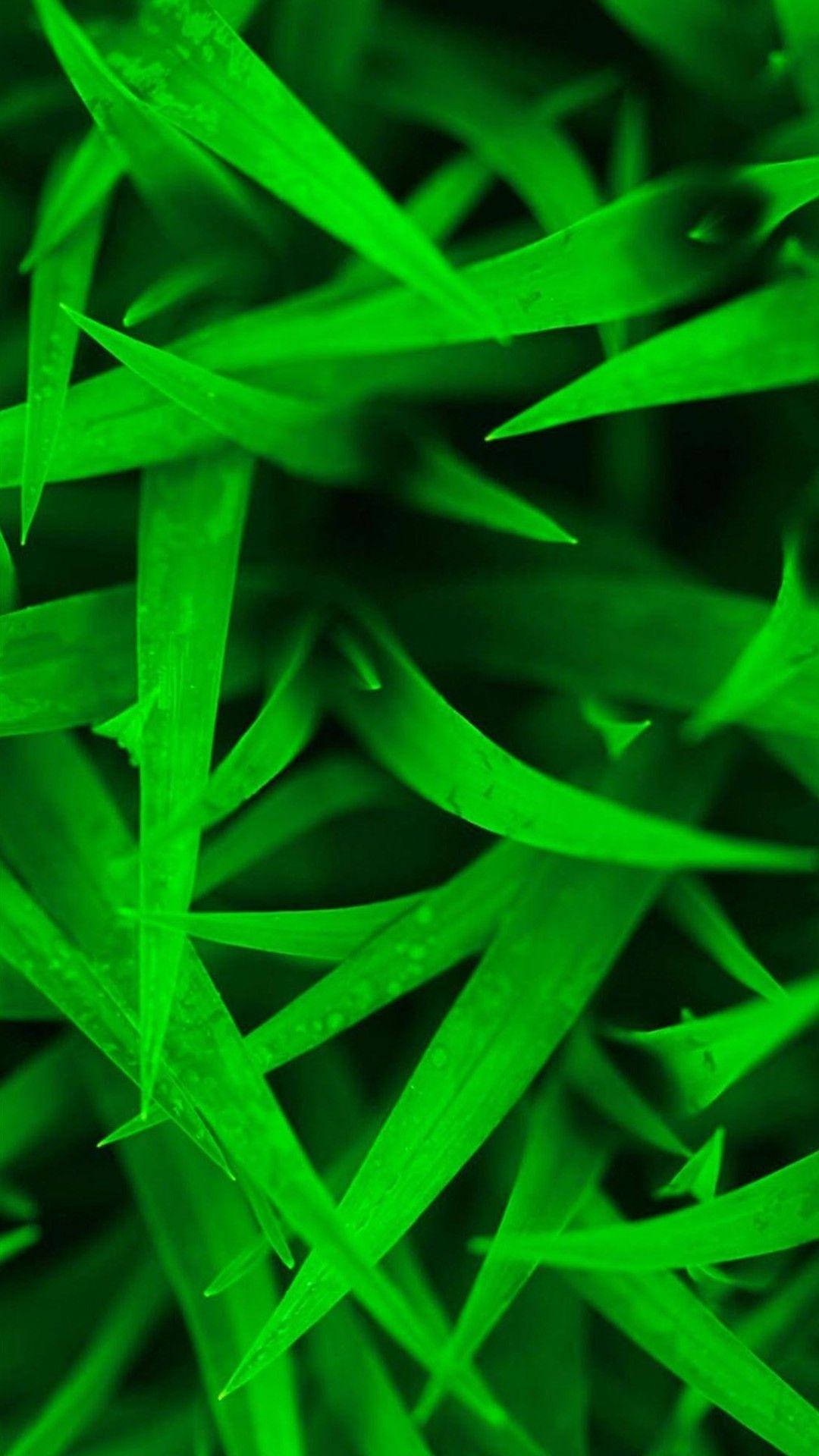 Htc, Sharp, green grass, Full HD Phone Wallpaper
