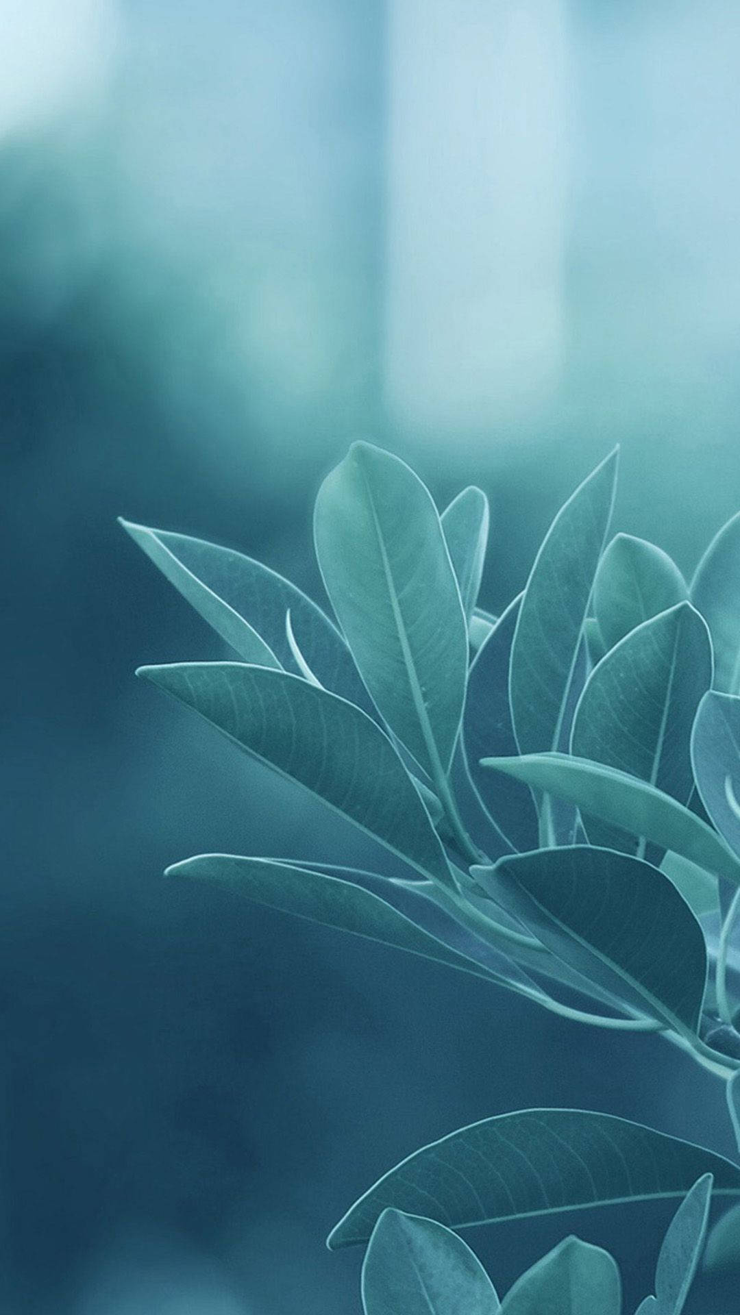 Htc, Sage Leaves, soft teal leaves, Full HD Phone Wallpaper