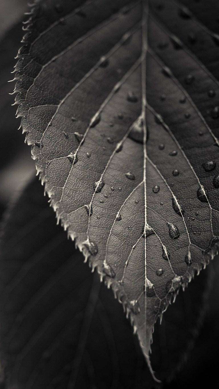Htc, Greyscale Leaf, textured leaf, HD Phone Wallpaper