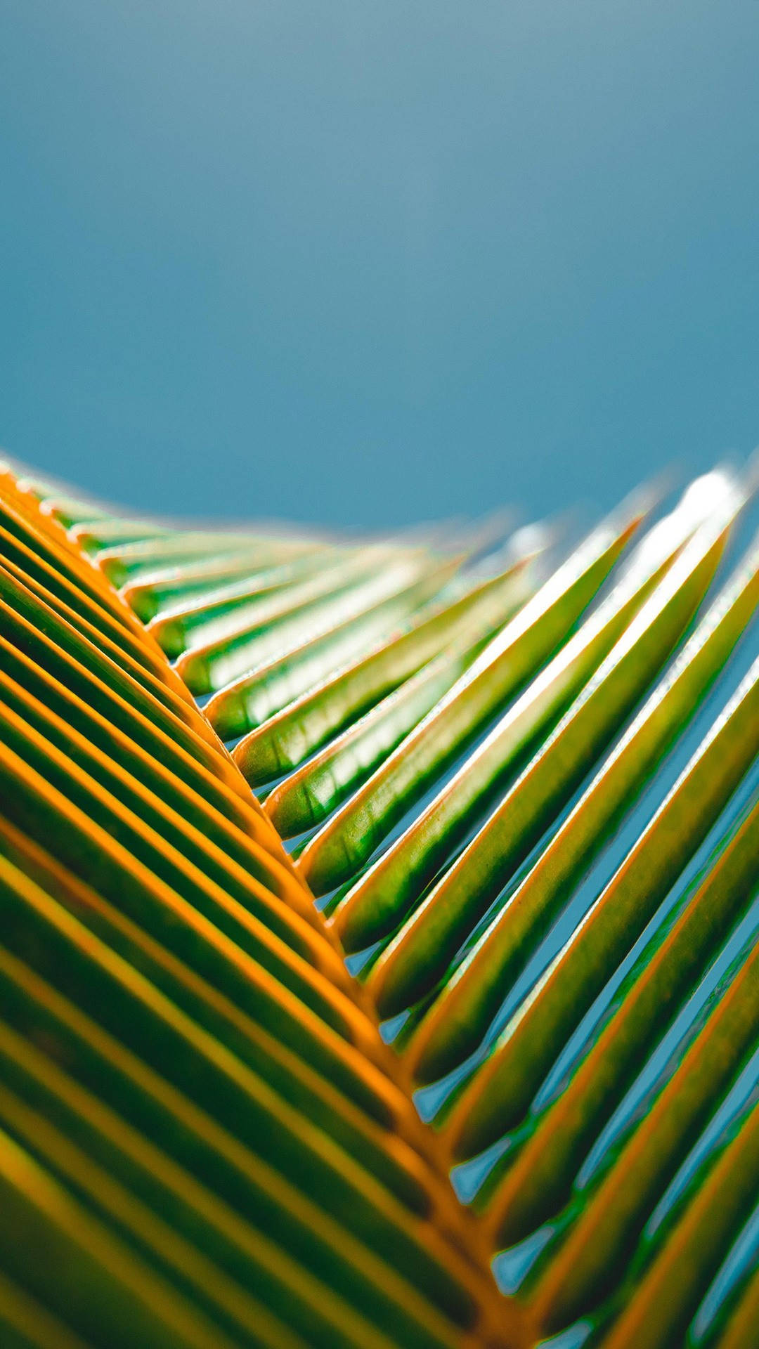 Huawei Honor, palm leaves, vibrant green, Full HD Phone Wallpaper