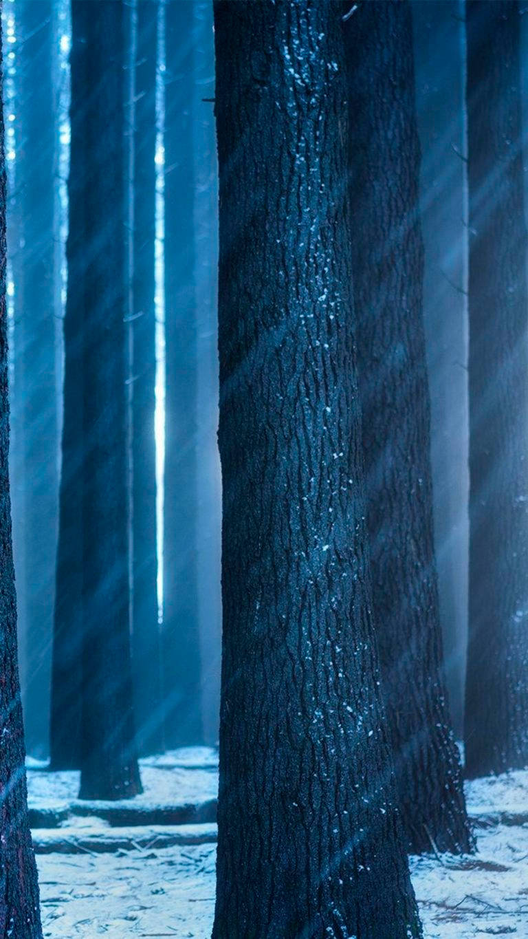 Huawei Honor, big trees, snowy forest, HD Phone Wallpaper