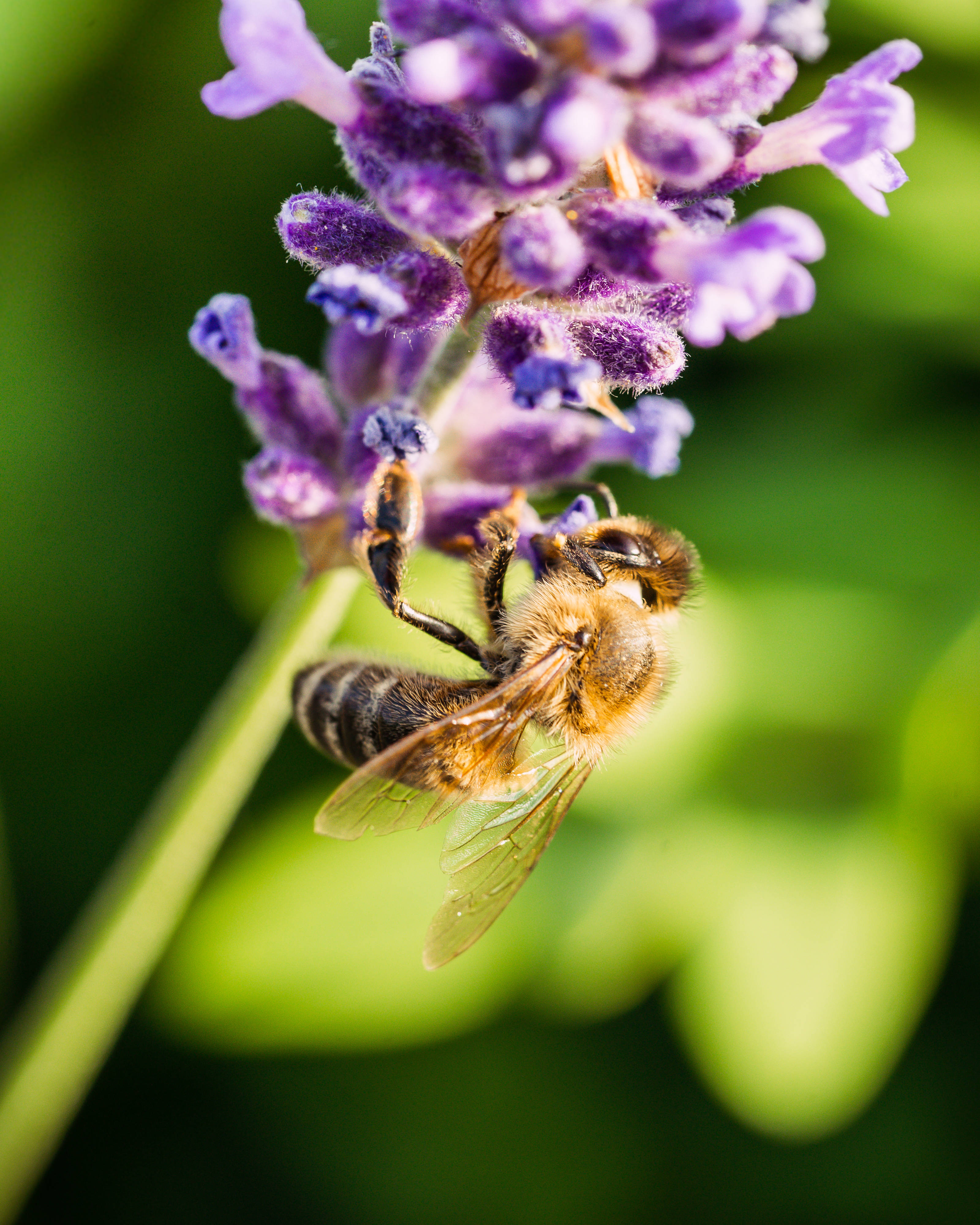 Lavender, Bee, Huawei Honor, 4K Phone Wallpaper
