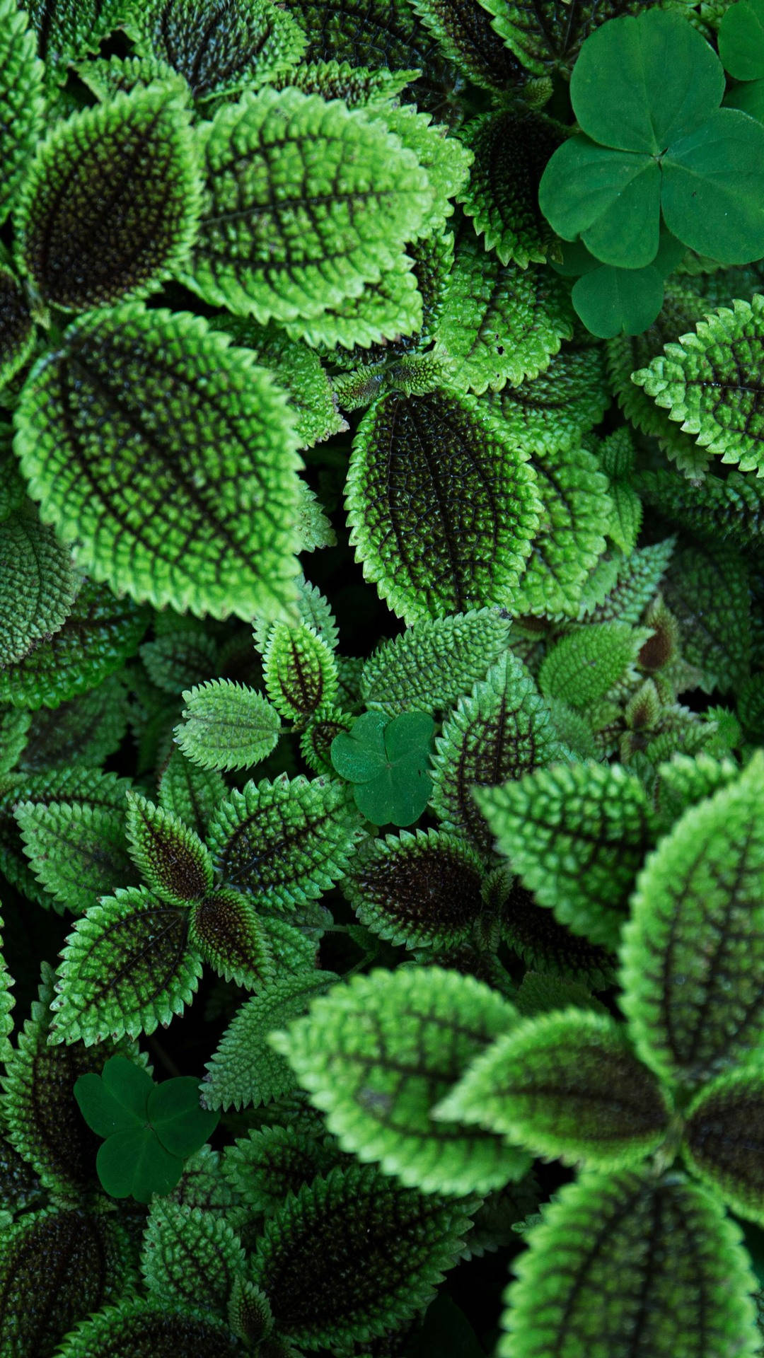 Huawei Honor, green plant, vibrant green, Full HD Phone Wallpaper