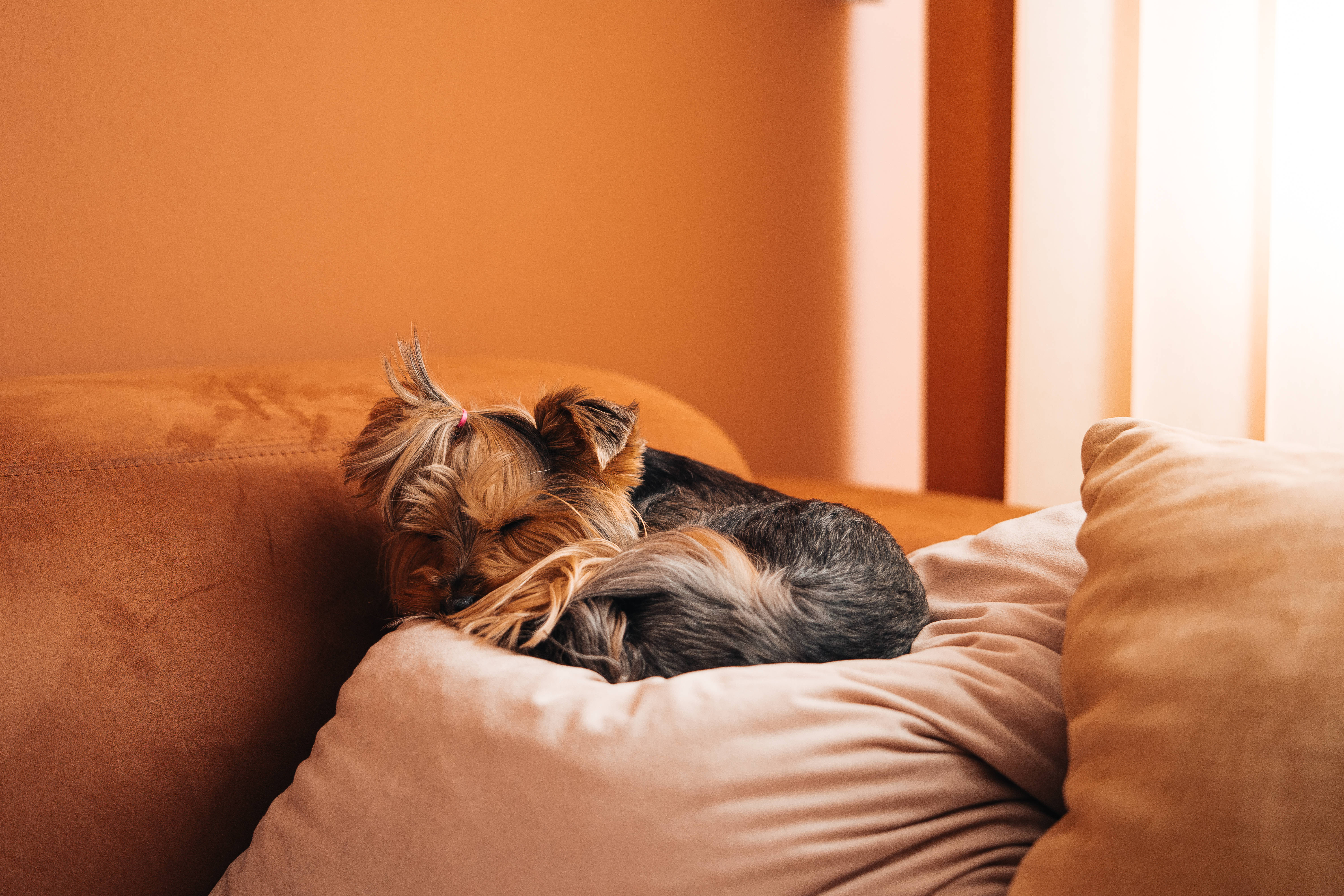 Huawei Honor, Yorkshire terrier, beige couch cushion, 5K Desktop Wallpaper