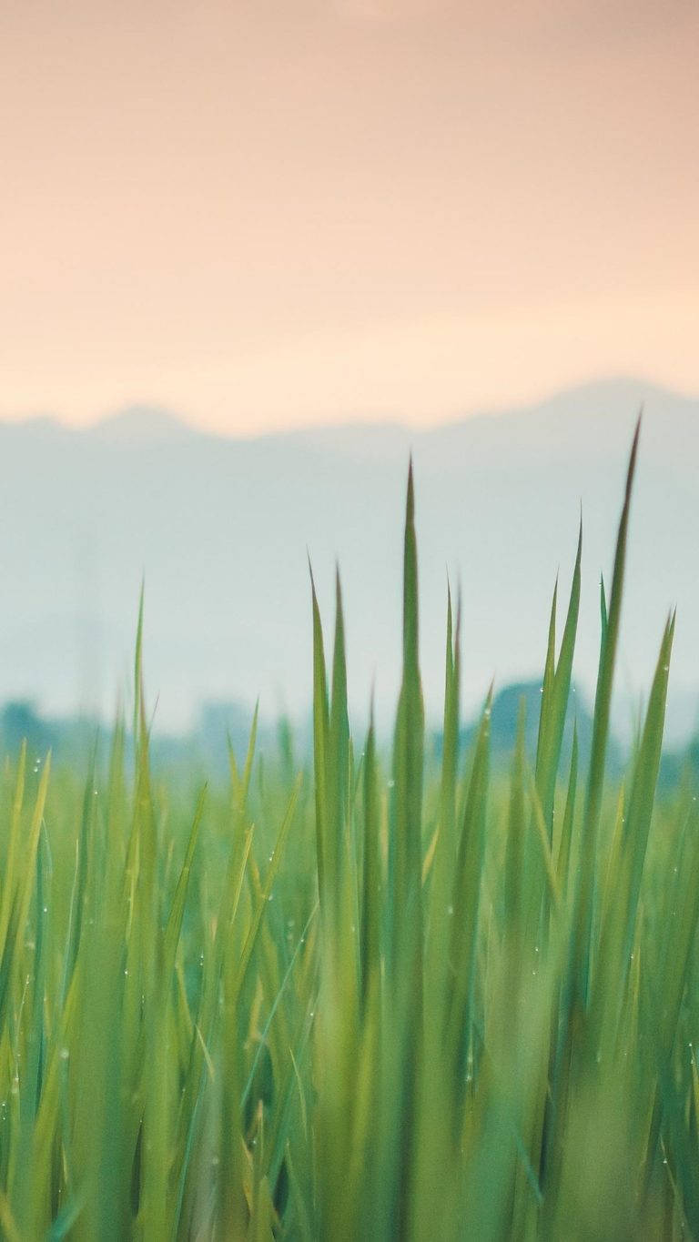 Huawei Honor, green grass, dewdrops, HD Phone Wallpaper
