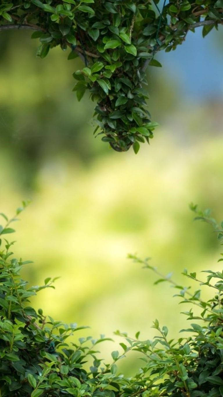 Huawei Honor, heart bush, lush green foliage, HD Phone Wallpaper